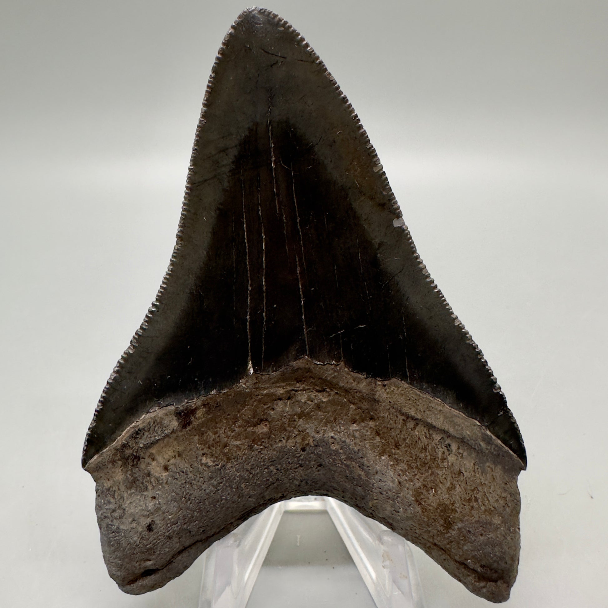 Dark colors, sharply serrated 3.68" Fossil Megalodon Tooth from Georgia, USA MJ173 - Back