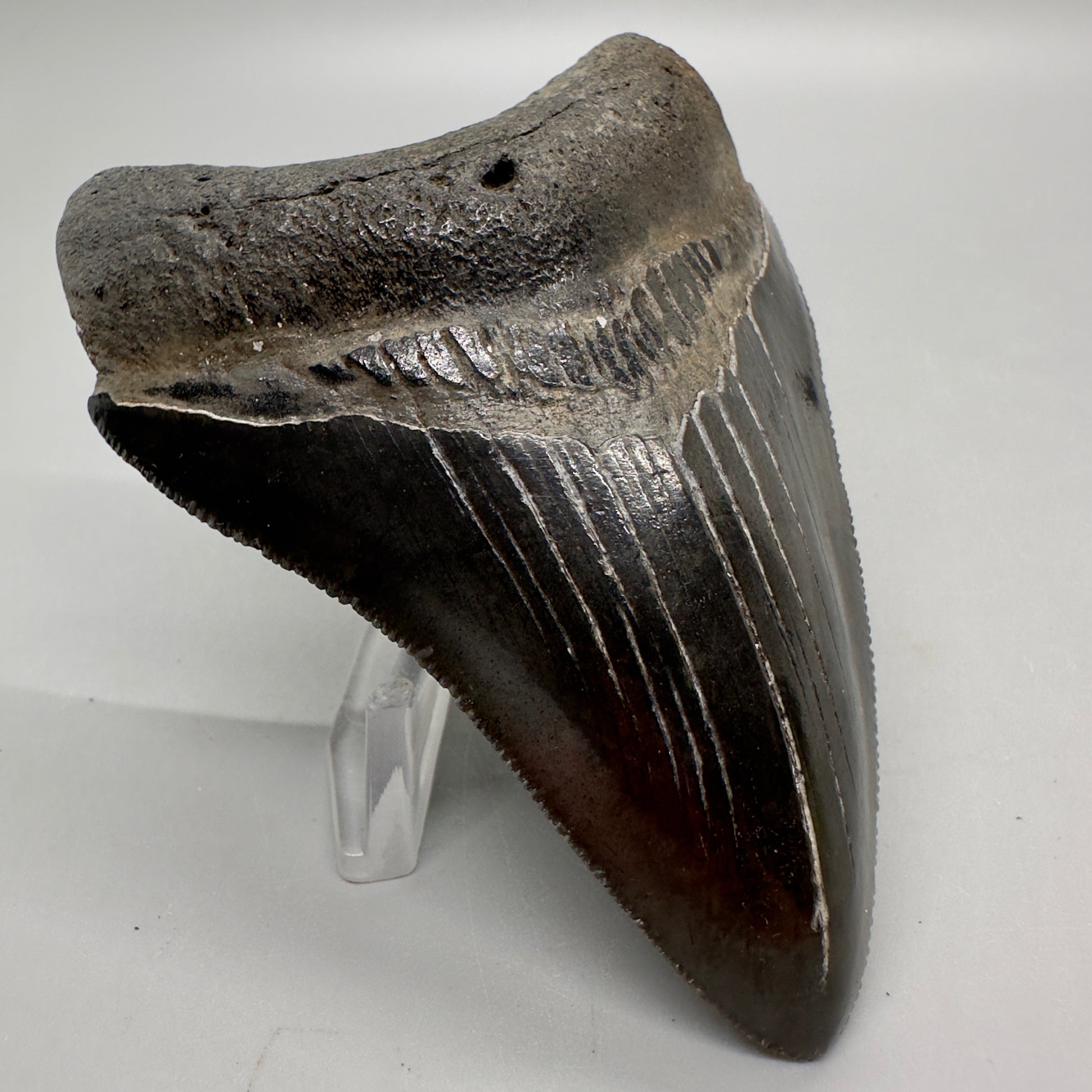 Dark colors, sharply serrated 3.68" Fossil Megalodon Tooth from Georgia, USA MJ173 - Front Left