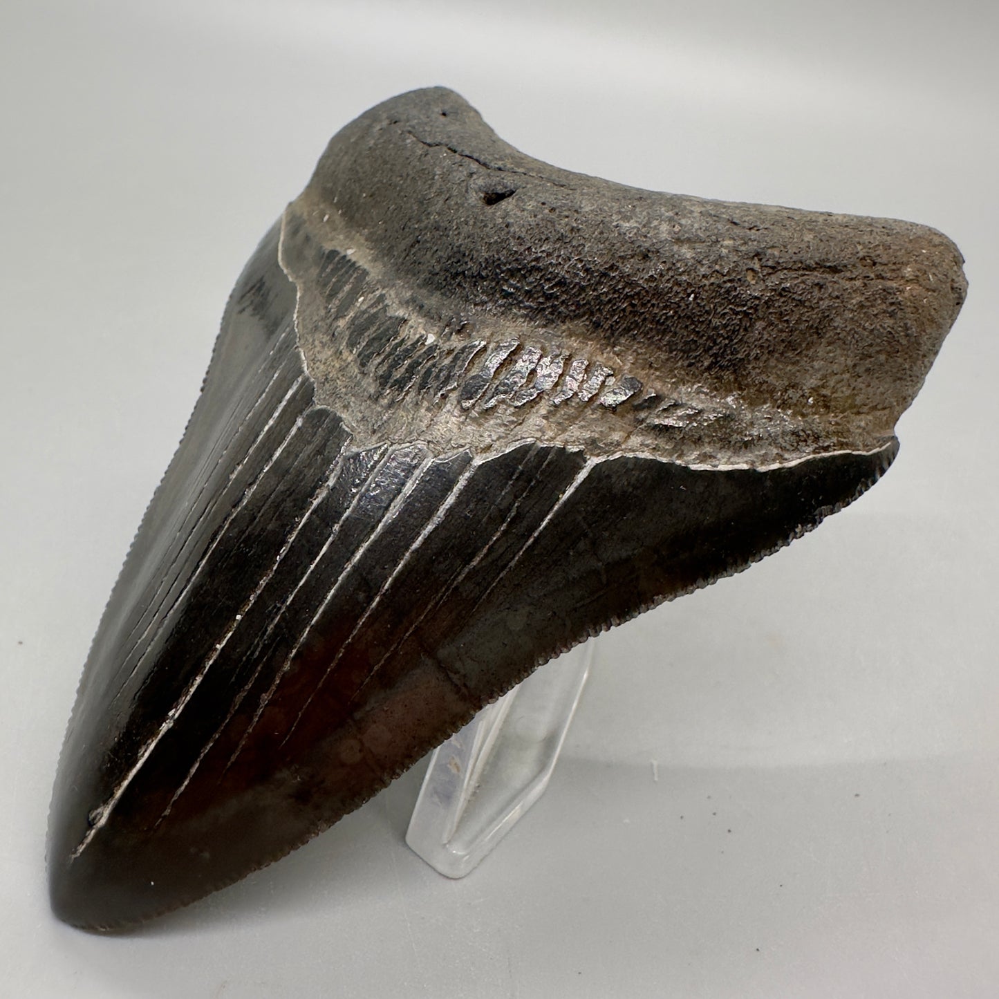 Dark colors, sharply serrated 3.68" Fossil Megalodon Tooth from Georgia, USA MJ173 - Front Right