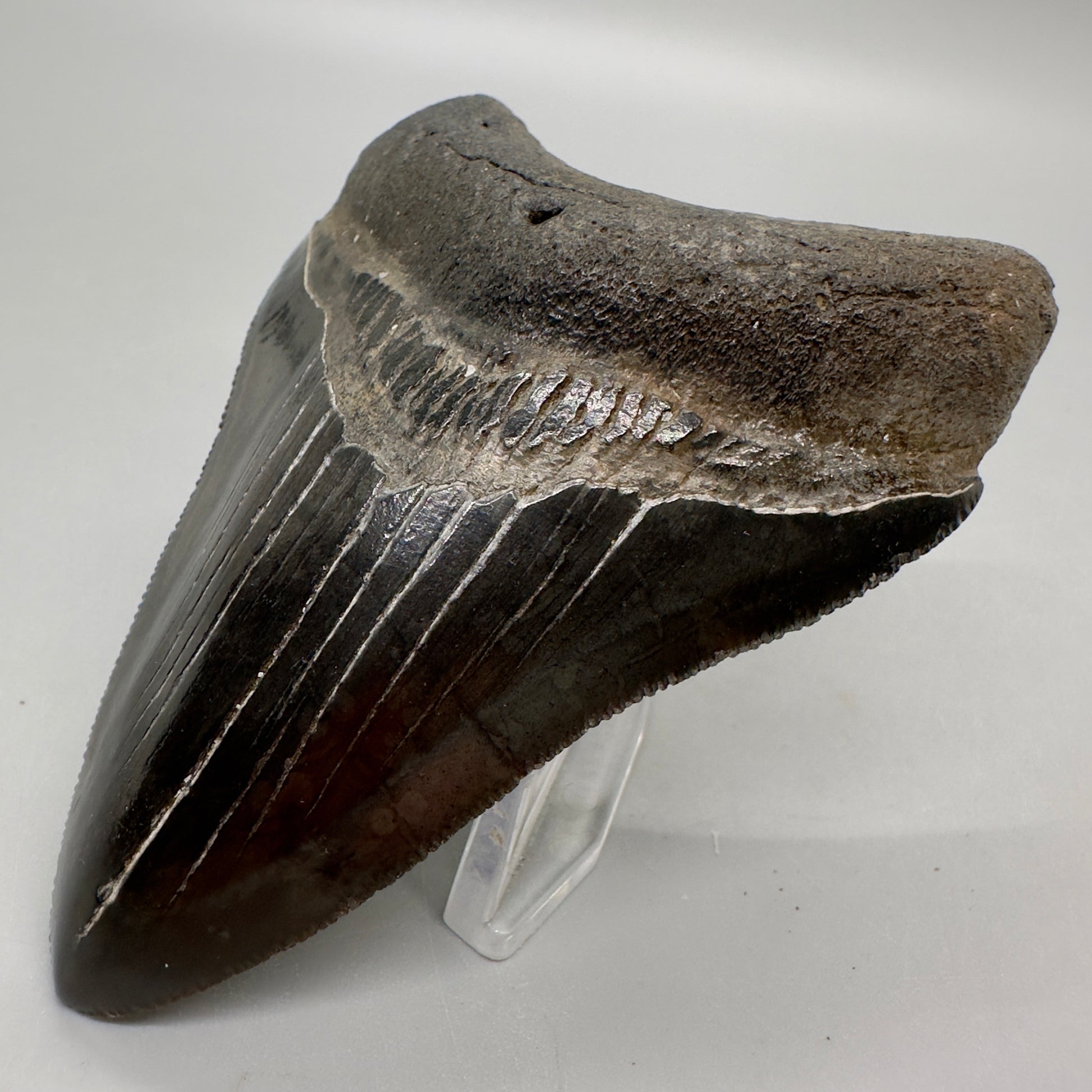 Dark colors, sharply serrated 3.68" Fossil Megalodon Tooth from Georgia, USA MJ173 - Front Right
