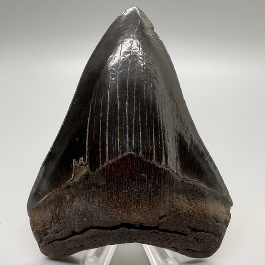 Dark colors, sharply serrated 3.75" Fossil Megalodon Tooth from Georgia, USA MJ174 - Front