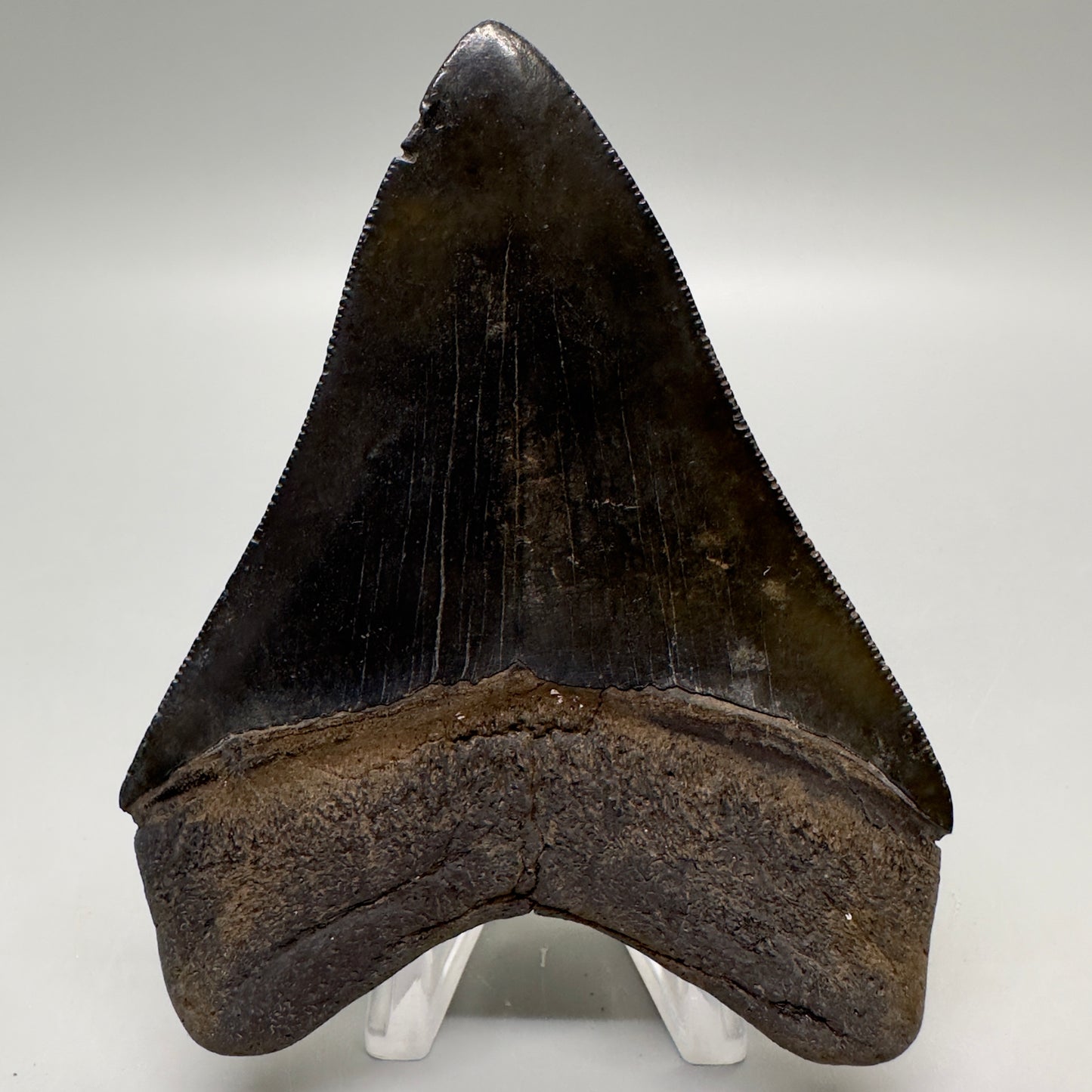 Dark colors, sharply serrated 3.75" Fossil Megalodon Tooth from Georgia, USA MJ174 - Back