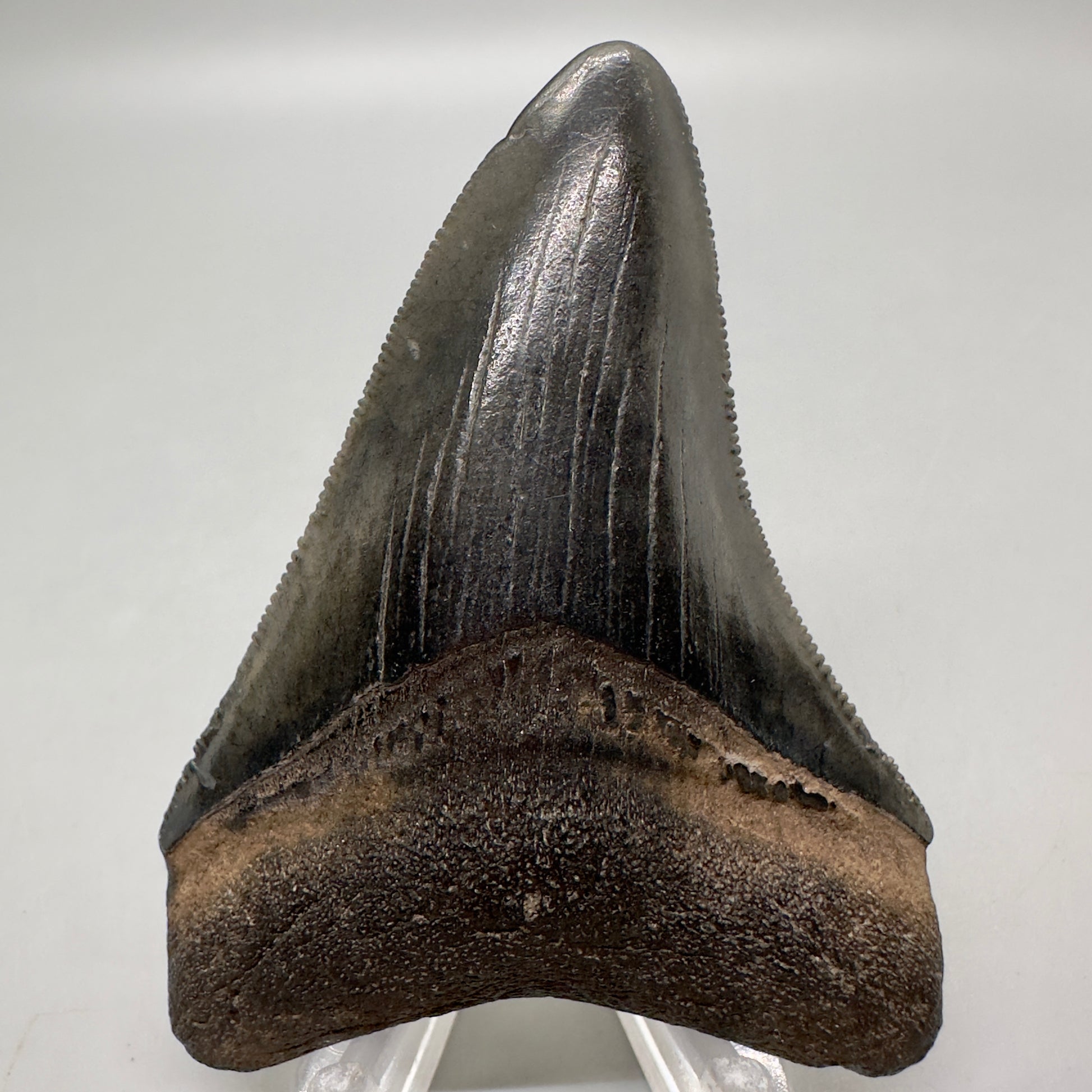 Colorful, sharply serrated 3.04" Fossil Megalodon Tooth from Georgia, USA MJ167 - Front