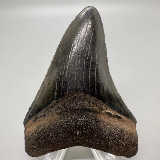 Colorful, sharply serrated 3.04" Fossil Megalodon Tooth from Georgia, USA MJ167 - Front