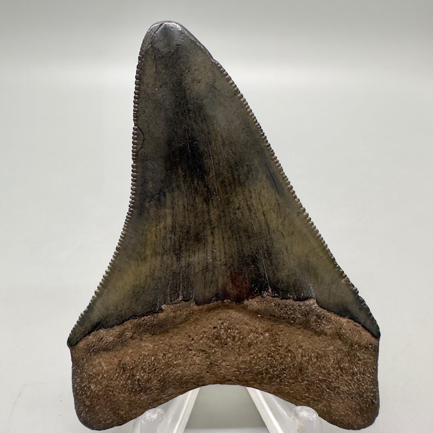 Colorful, sharply serrated 3.04" Fossil Megalodon Tooth from Georgia, USA MJ167 -  Back