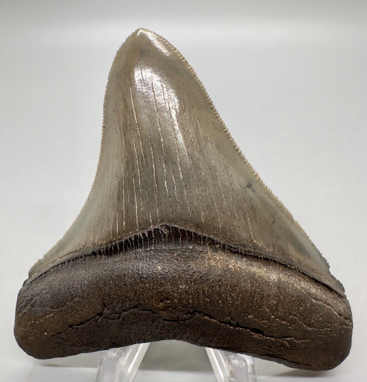 Colorful, high quality lateral 3.36" Fossil Megalodon Tooth from Georgia, USA MJ169 - Front