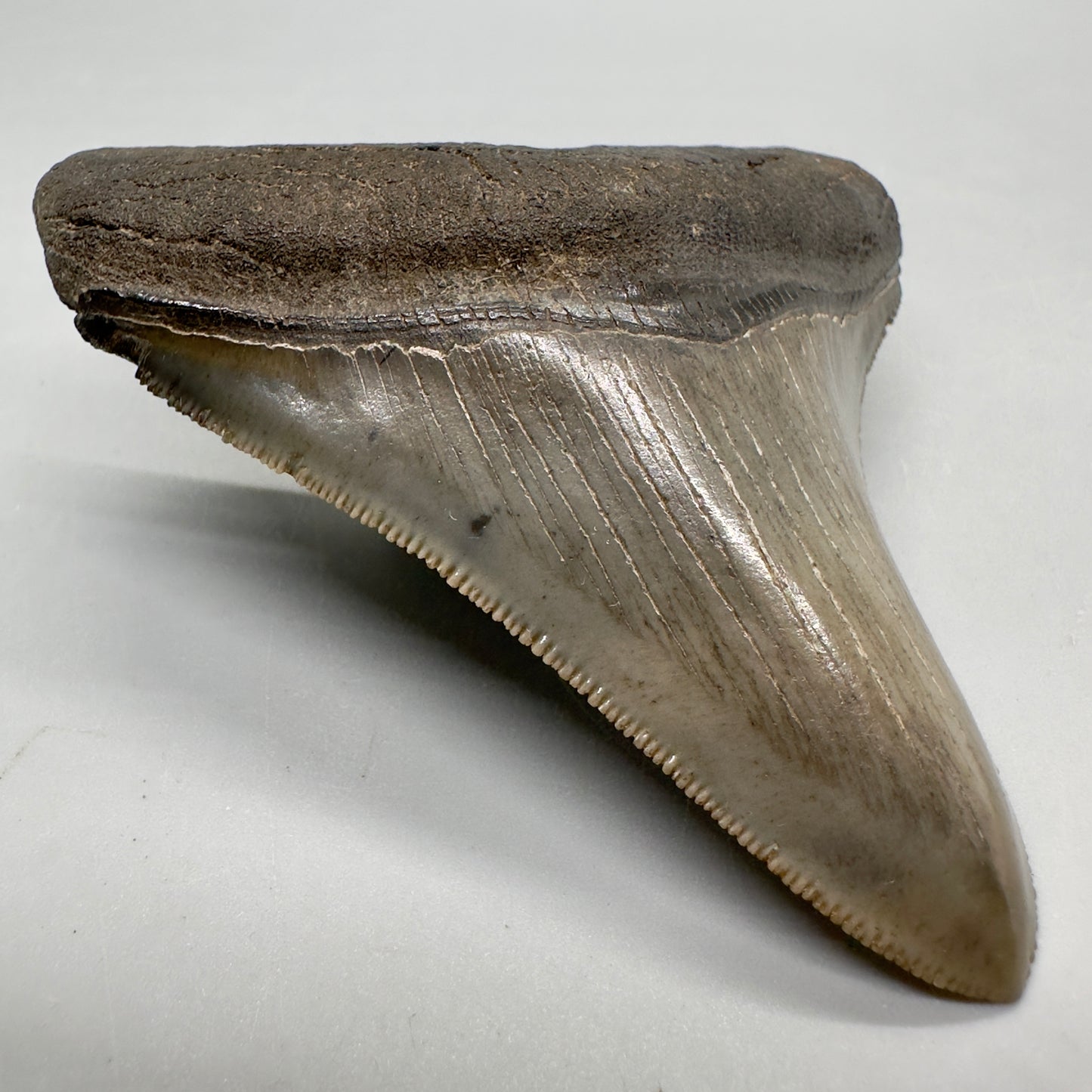 Colorful, high quality lateral 3.36" Fossil Megalodon Tooth from Georgia, USA MJ169 - Front Left