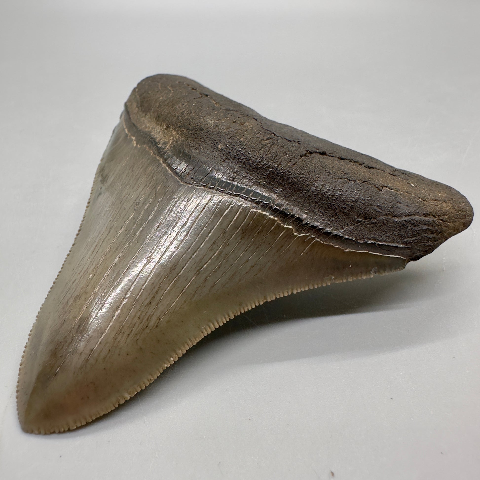 Colorful, high quality lateral 3.36" Fossil Megalodon Tooth from Georgia, USA MJ169 - Front Right