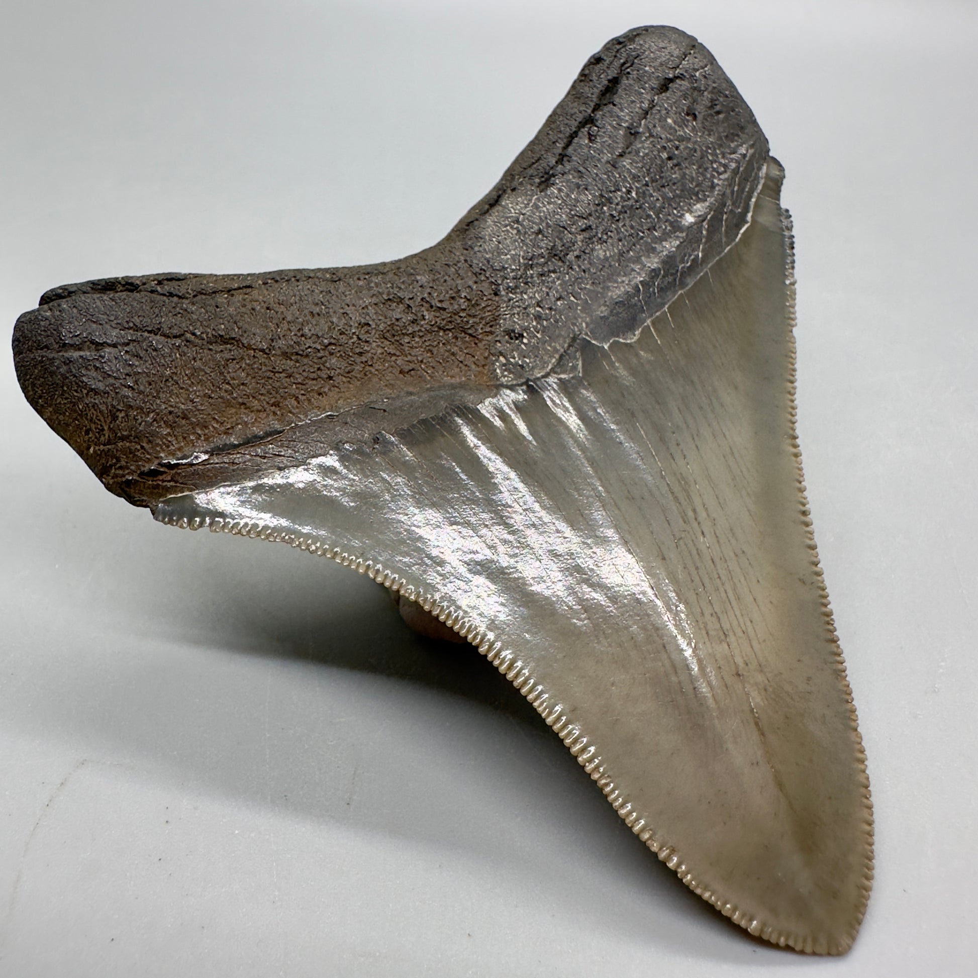 Colorful, high quality lateral 3.36" Fossil Megalodon Tooth from Georgia, USA MJ169 - Back Left