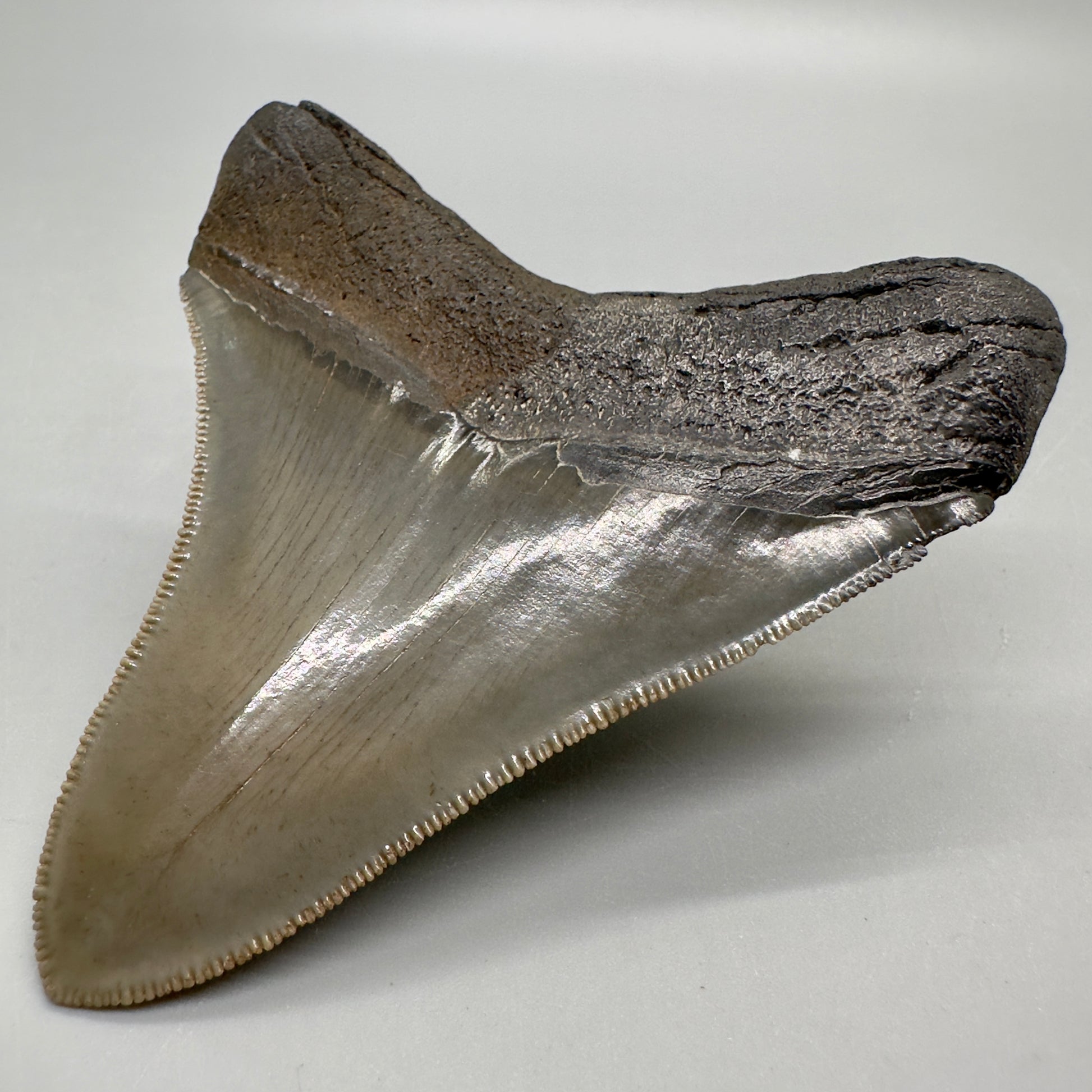 Colorful, high quality lateral 3.36" Fossil Megalodon Tooth from Georgia, USA MJ169 - Back Right
