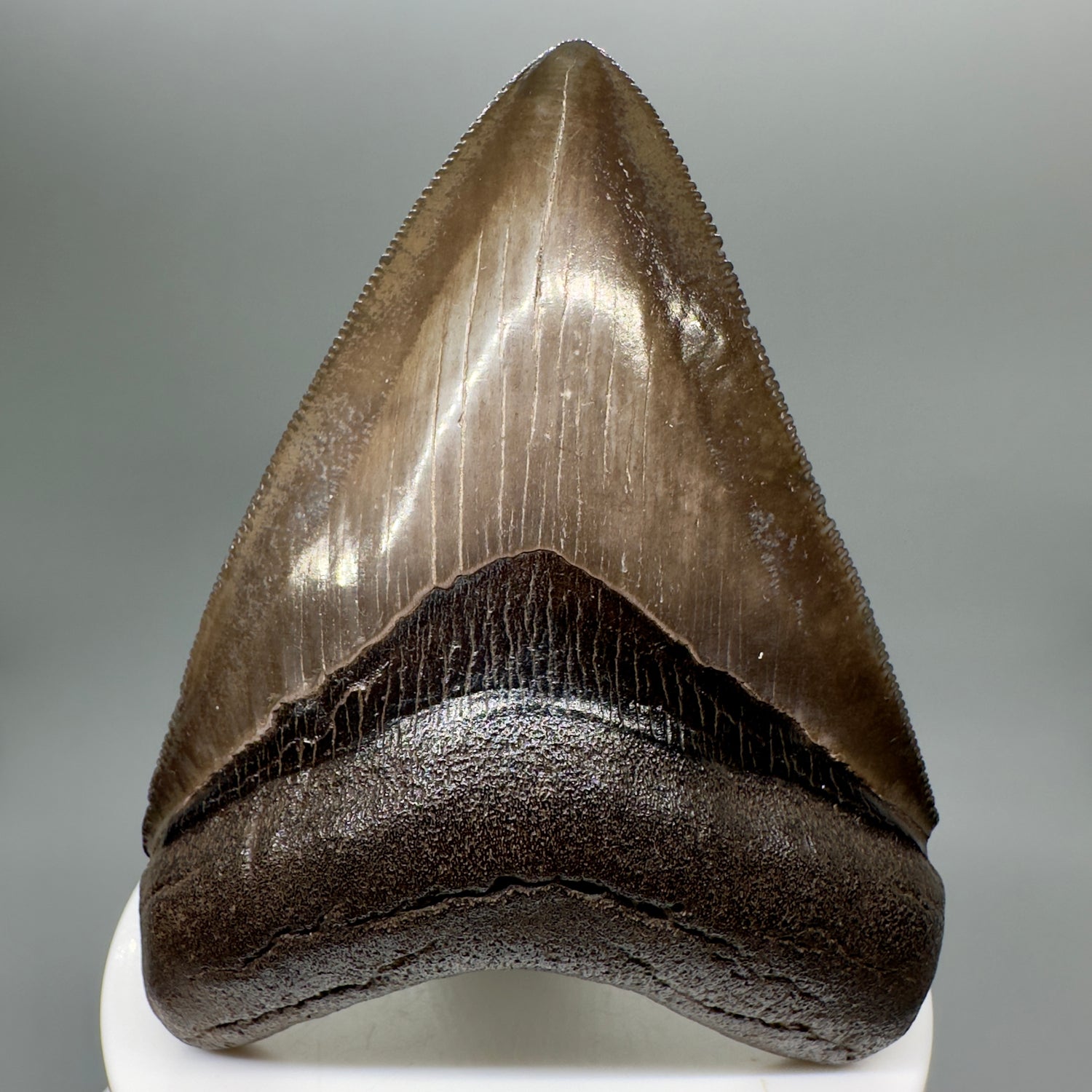 Brown colors, high quality lateral 3.22" Fossil Megalodon Tooth from Georgia, USA MJ168 - Front