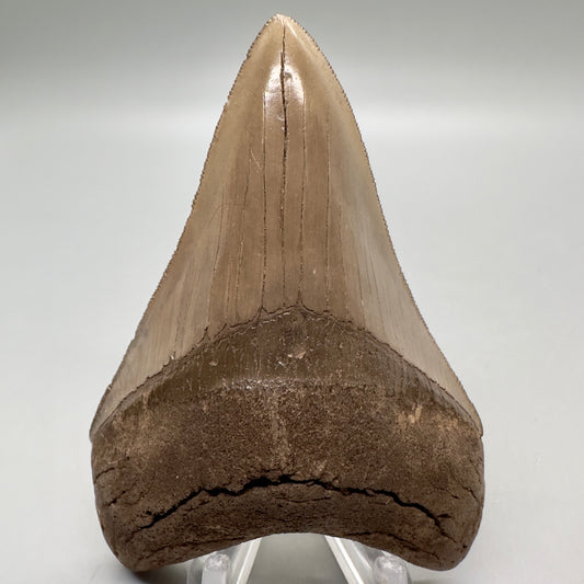 Colorful, high quality Lower 3.75" Fossil Megalodon Tooth from Georgia, USA MJ171 - Front