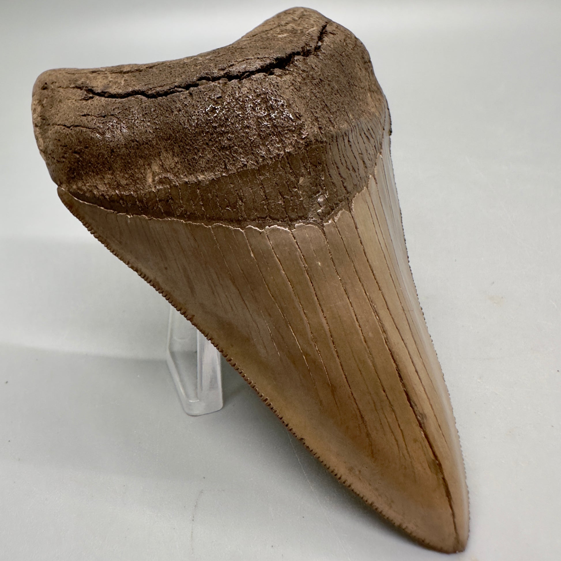 Colorful, high quality Lower 3.75" Fossil Megalodon Tooth from Georgia, USA MJ171 - Front Left