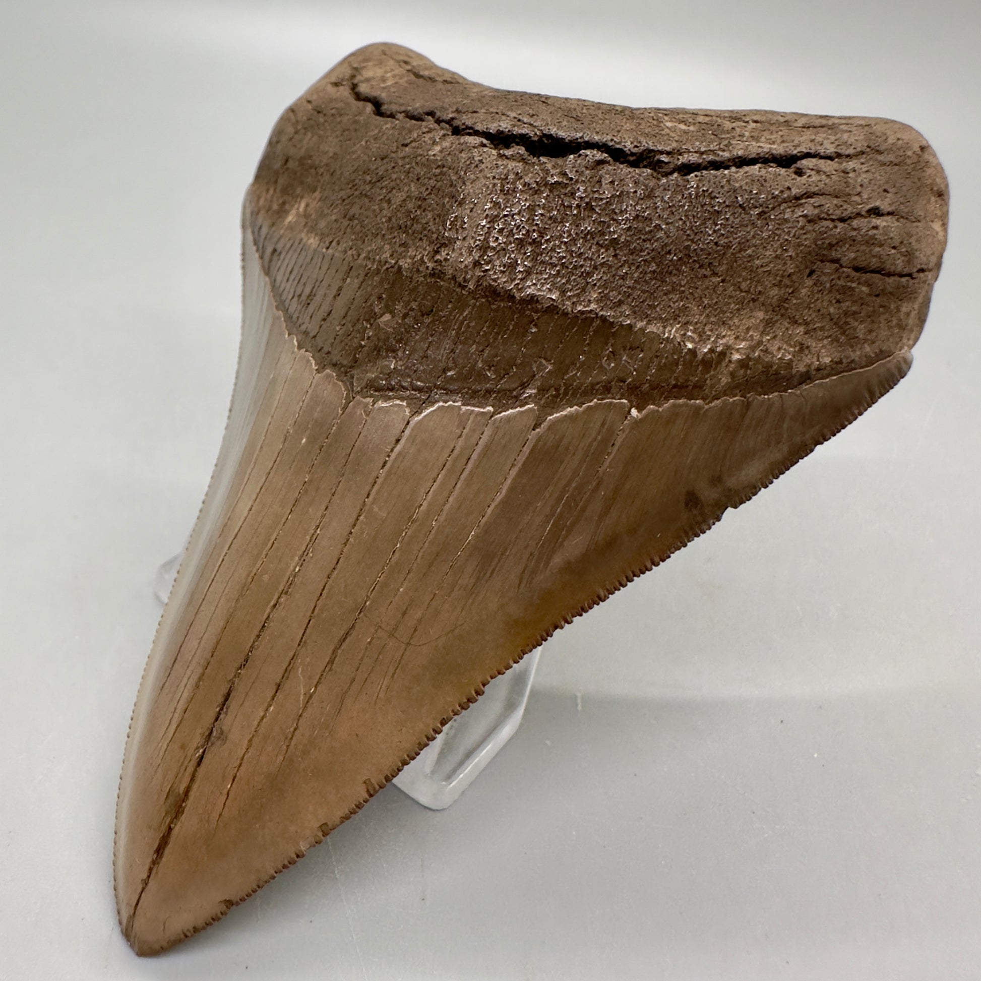 Colorful, high quality Lower 3.75" Fossil Megalodon Tooth from Georgia, USA MJ171 - Front Right