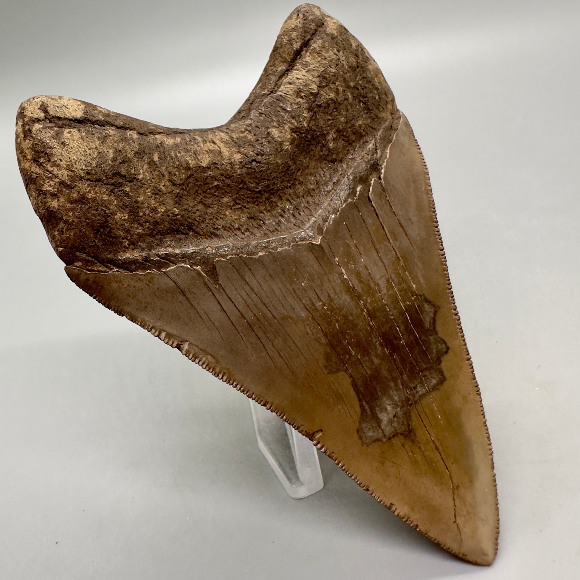 Colorful, high quality Lower 3.75" Fossil Megalodon Tooth from Georgia, USA MJ171 - Back Left