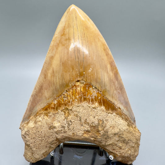 Massive, Collector Quality 5.83" Colorful Fossil Megalodon Tooth - Indonesia MJ183 - Front