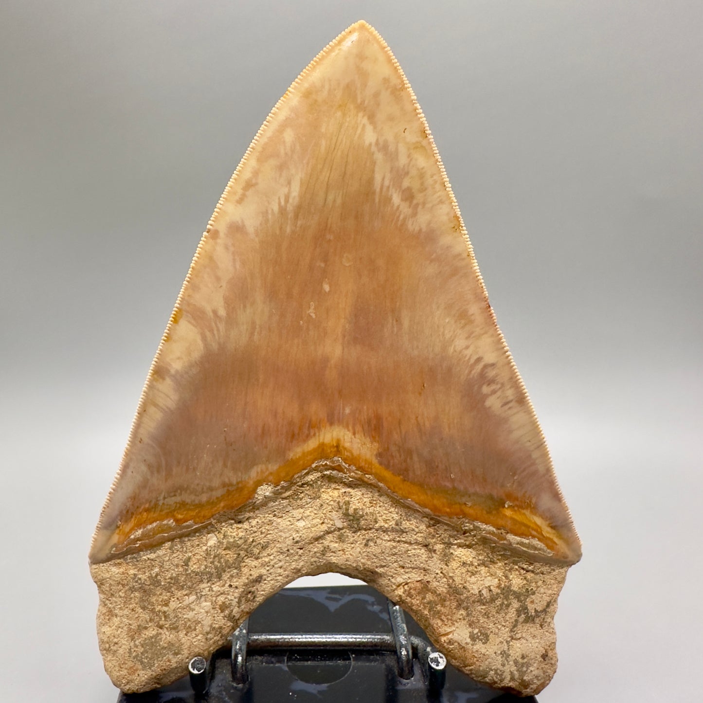 Massive, Collector Quality 5.83" Colorful Fossil Megalodon Tooth - Indonesia MJ183 - Back