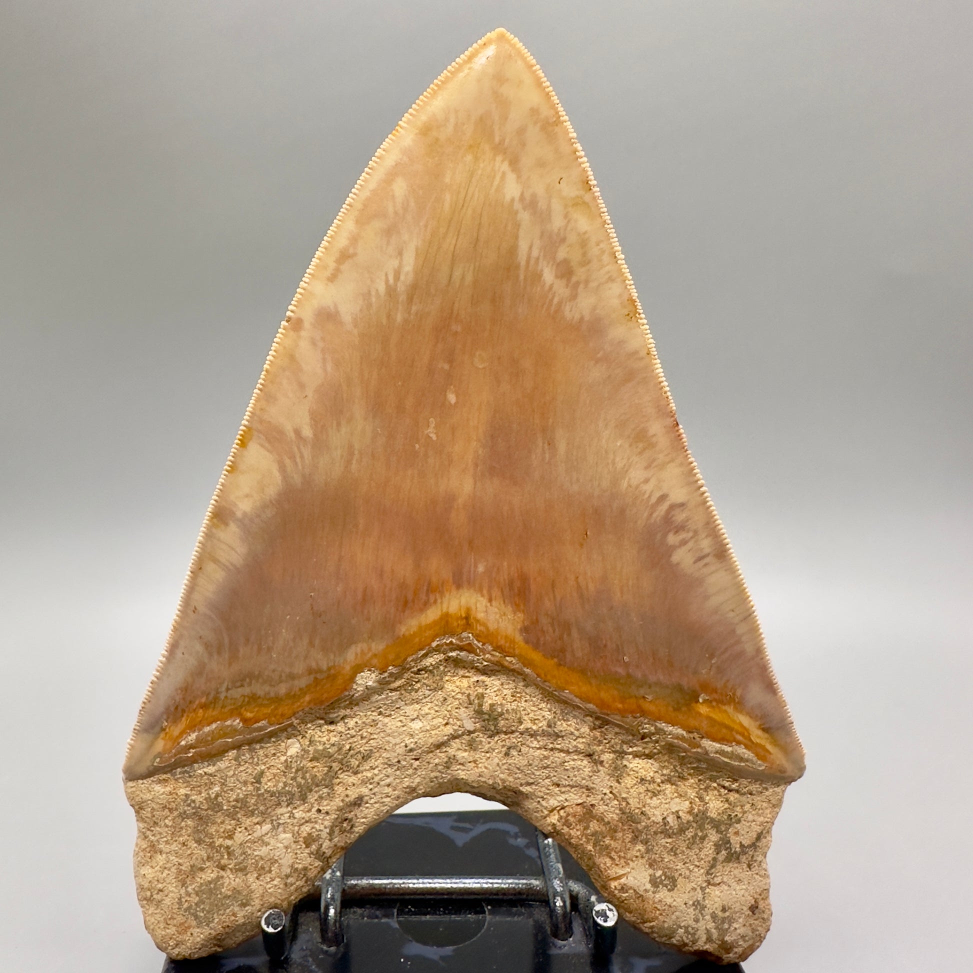 Massive, Collector Quality 5.83" Colorful Fossil Megalodon Tooth - Indonesia MJ183 - Back