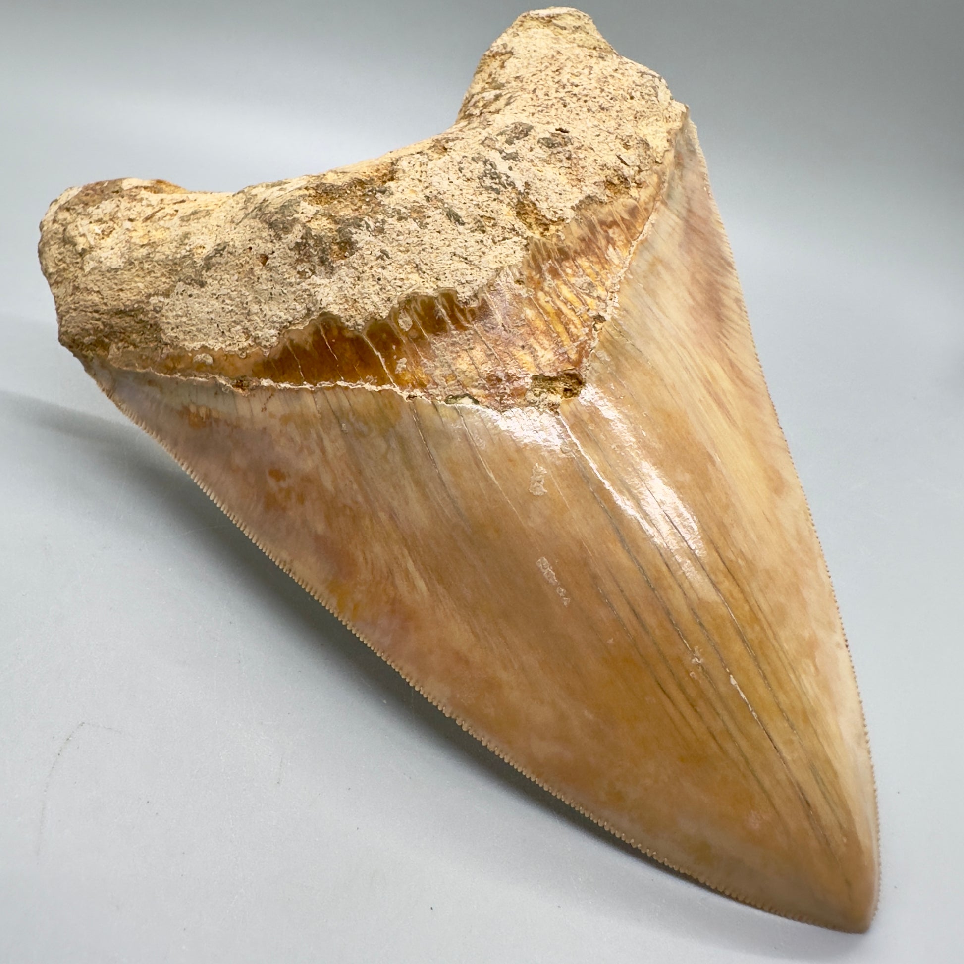 Massive, Collector Quality 5.83" Colorful Fossil Megalodon Tooth - Indonesia MJ183 - Front Left