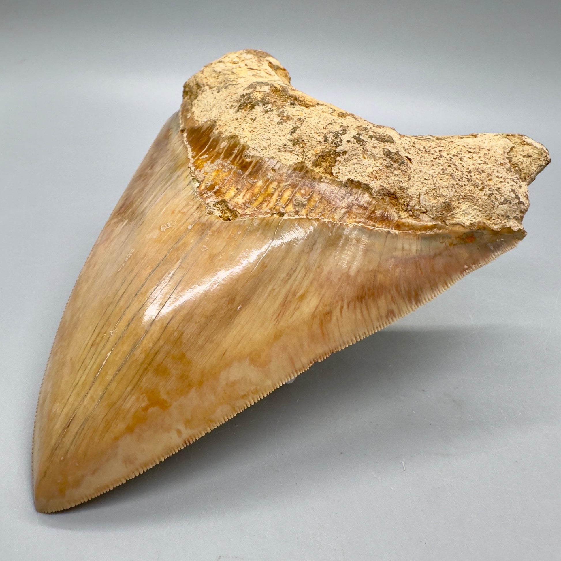 Massive, Collector Quality 5.83" Colorful Fossil Megalodon Tooth - Indonesia MJ183 - Front Right