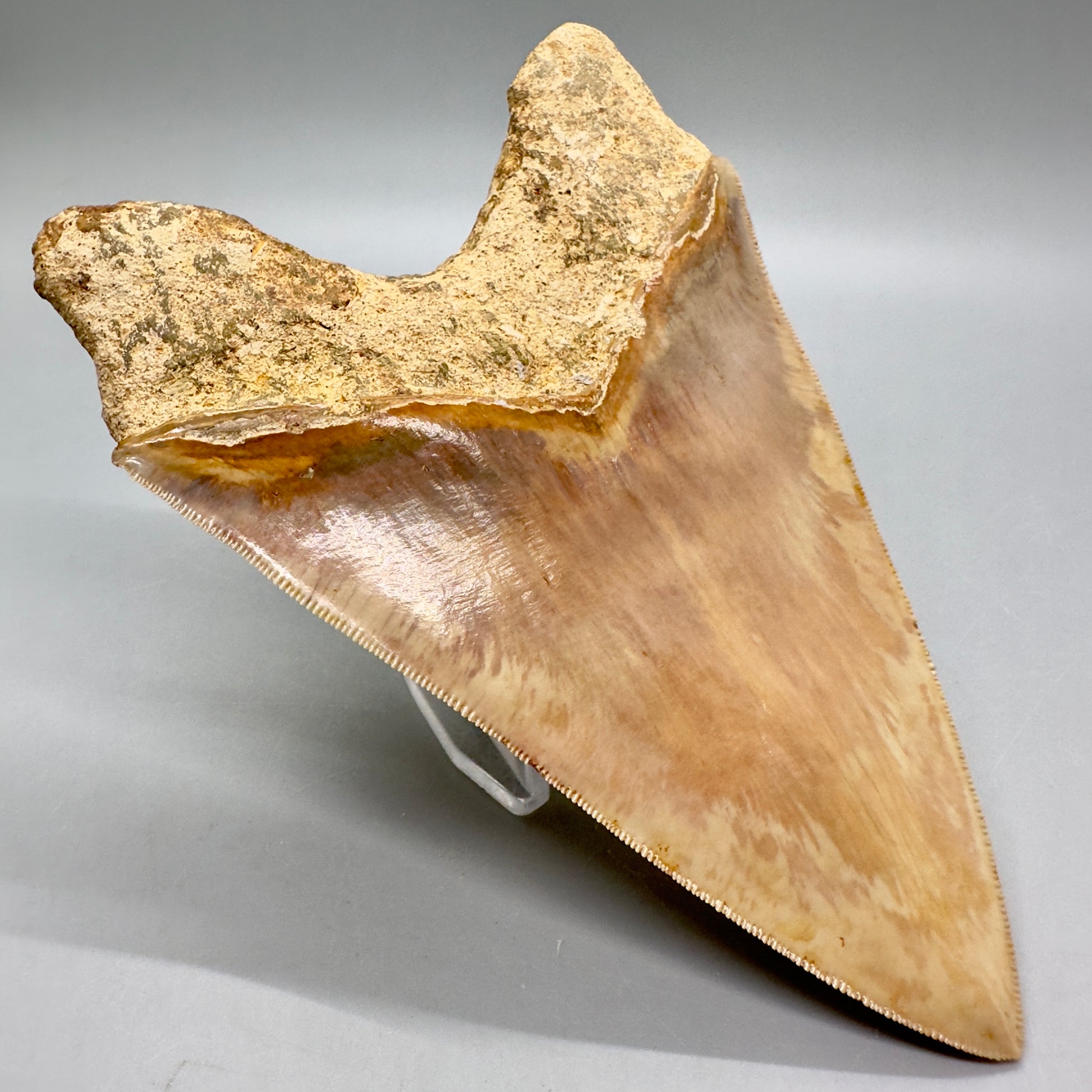 Massive, Collector Quality 5.83" Colorful Fossil Megalodon Tooth - Indonesia MJ183 - Back Left