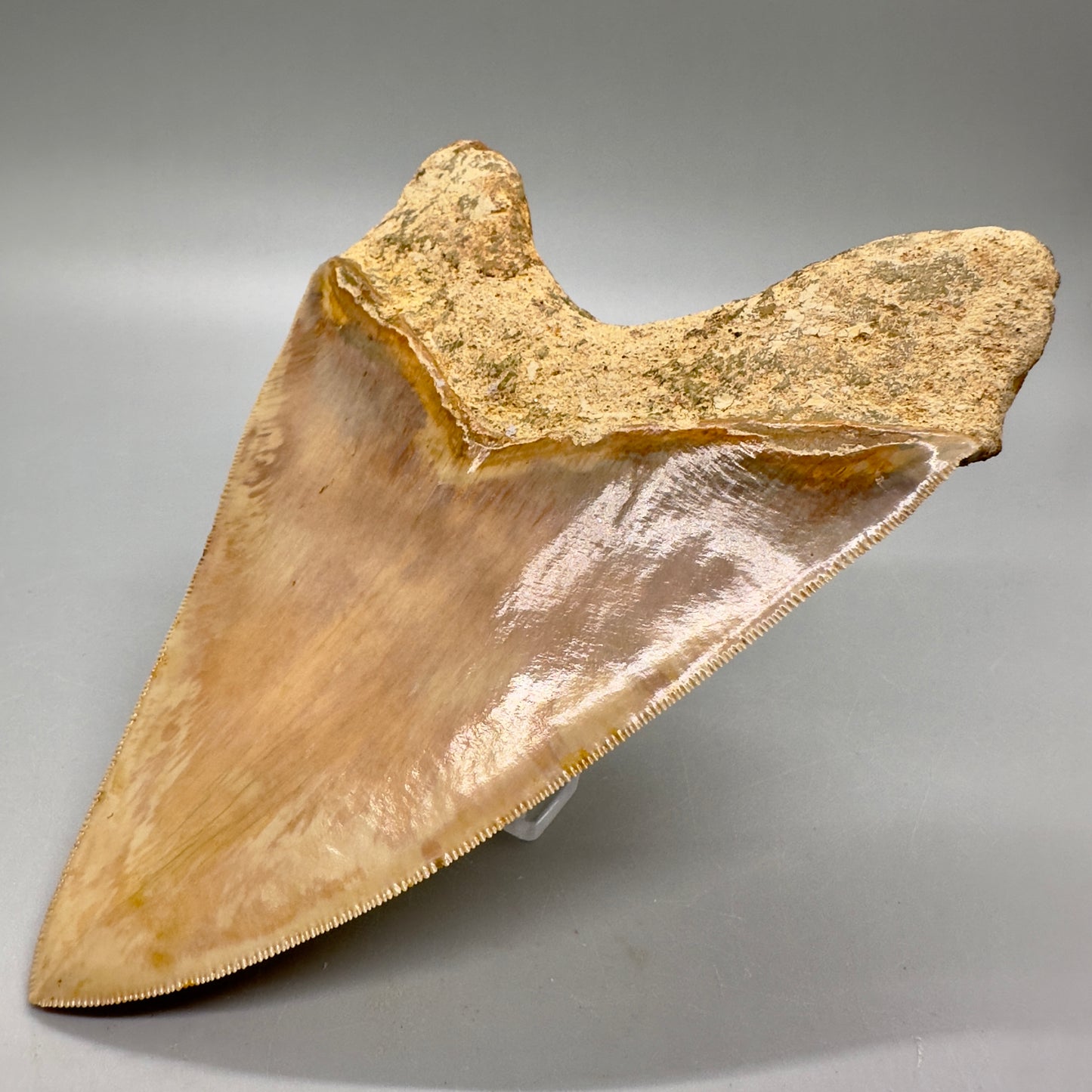 Massive, Collector Quality 5.83" Colorful Fossil Megalodon Tooth - Indonesia MJ183 - Back Right