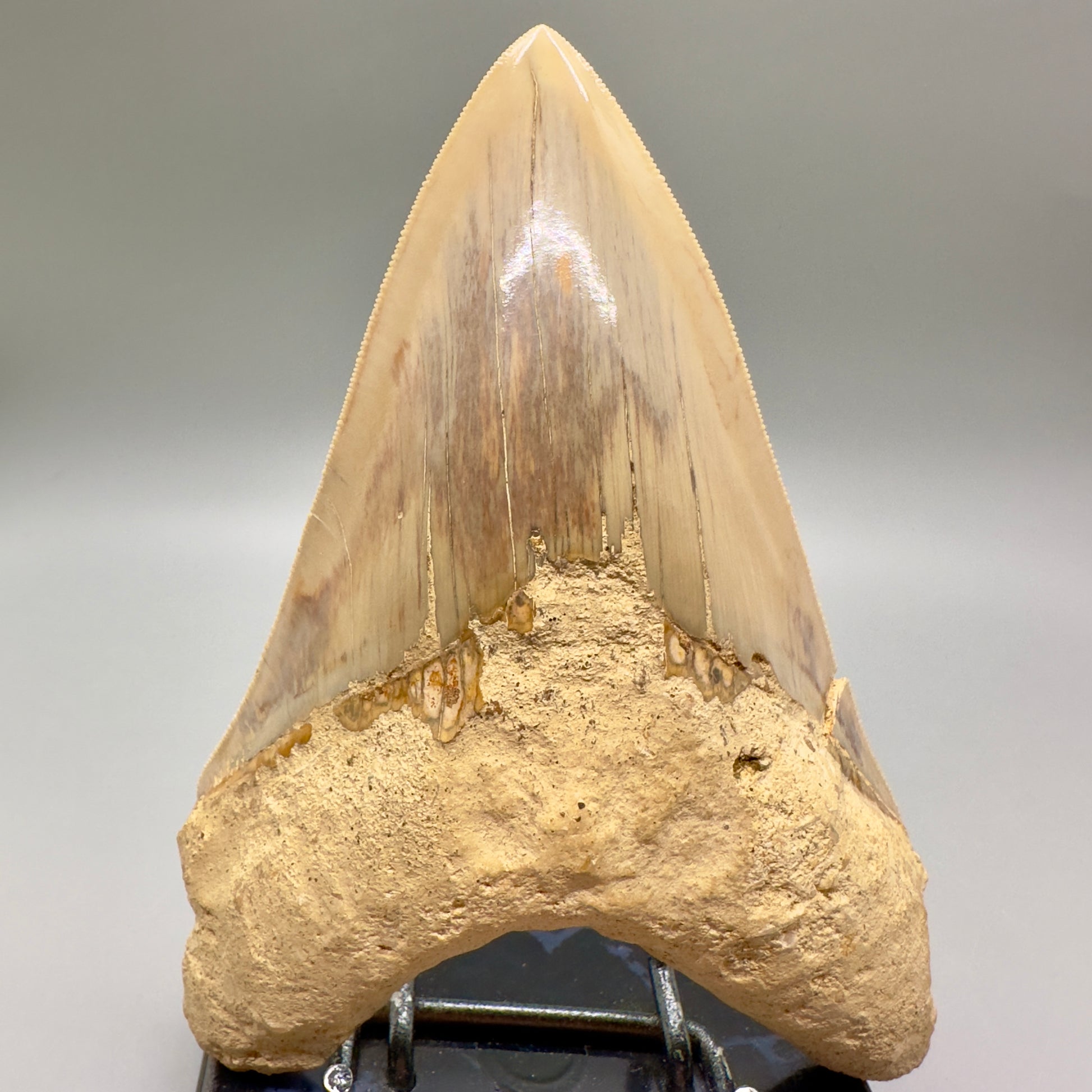 Massive, Collector Quality lower 5.72" Colorful Fossil Megalodon Tooth - Indonesia MJ182 - Front
