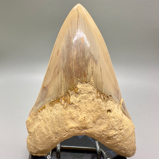 Massive, Collector Quality lower 5.72" Colorful Fossil Megalodon Tooth - Indonesia MJ182 - Front