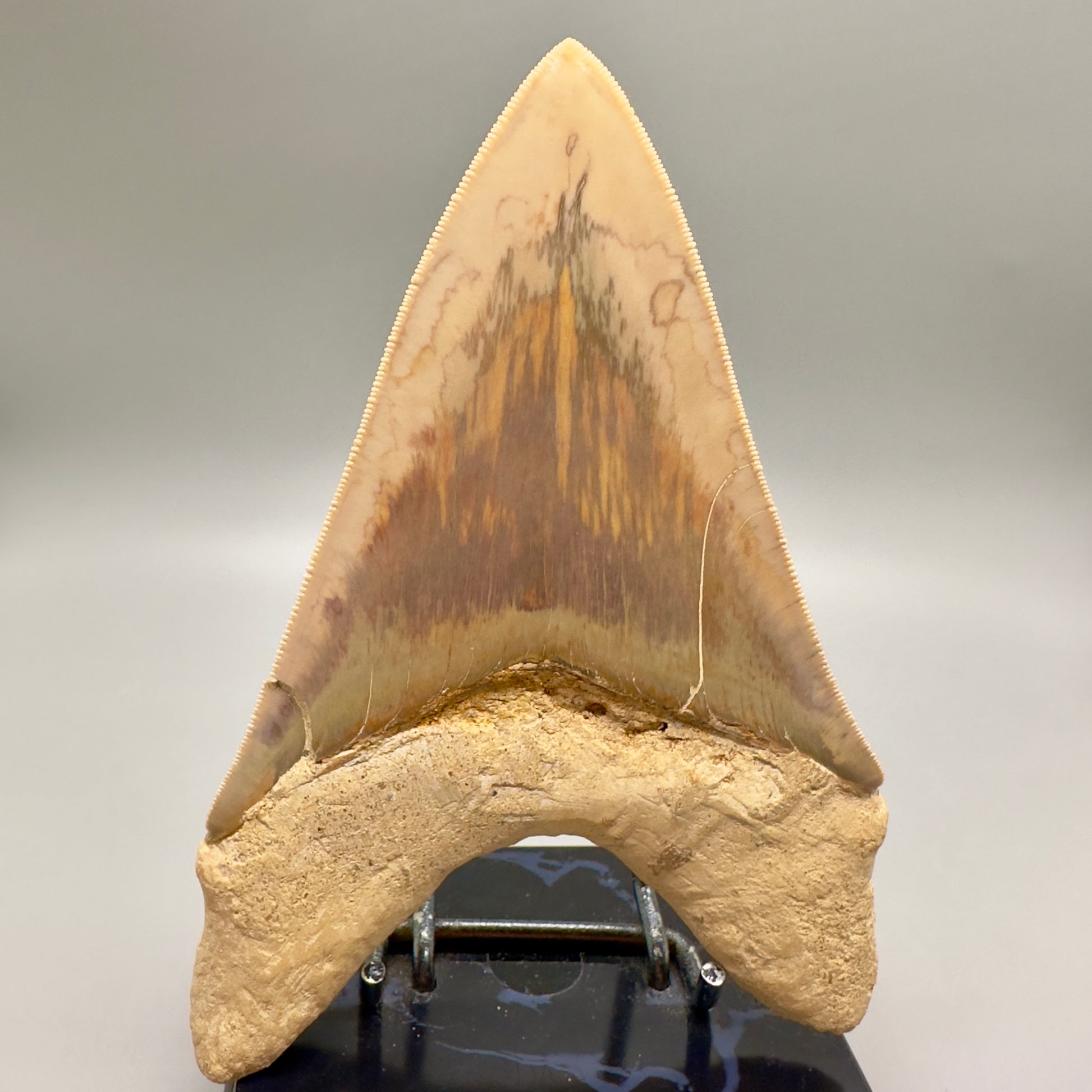 Massive, Collector Quality lower 5.72" Colorful Fossil Megalodon Tooth - Indonesia MJ182 - Back 