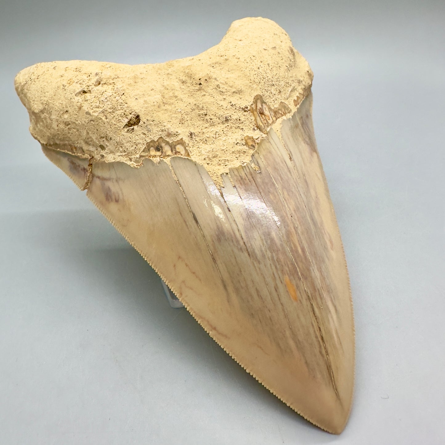Massive, Collector Quality lower 5.72" Colorful Fossil Megalodon Tooth - Indonesia MJ182 - Front Left