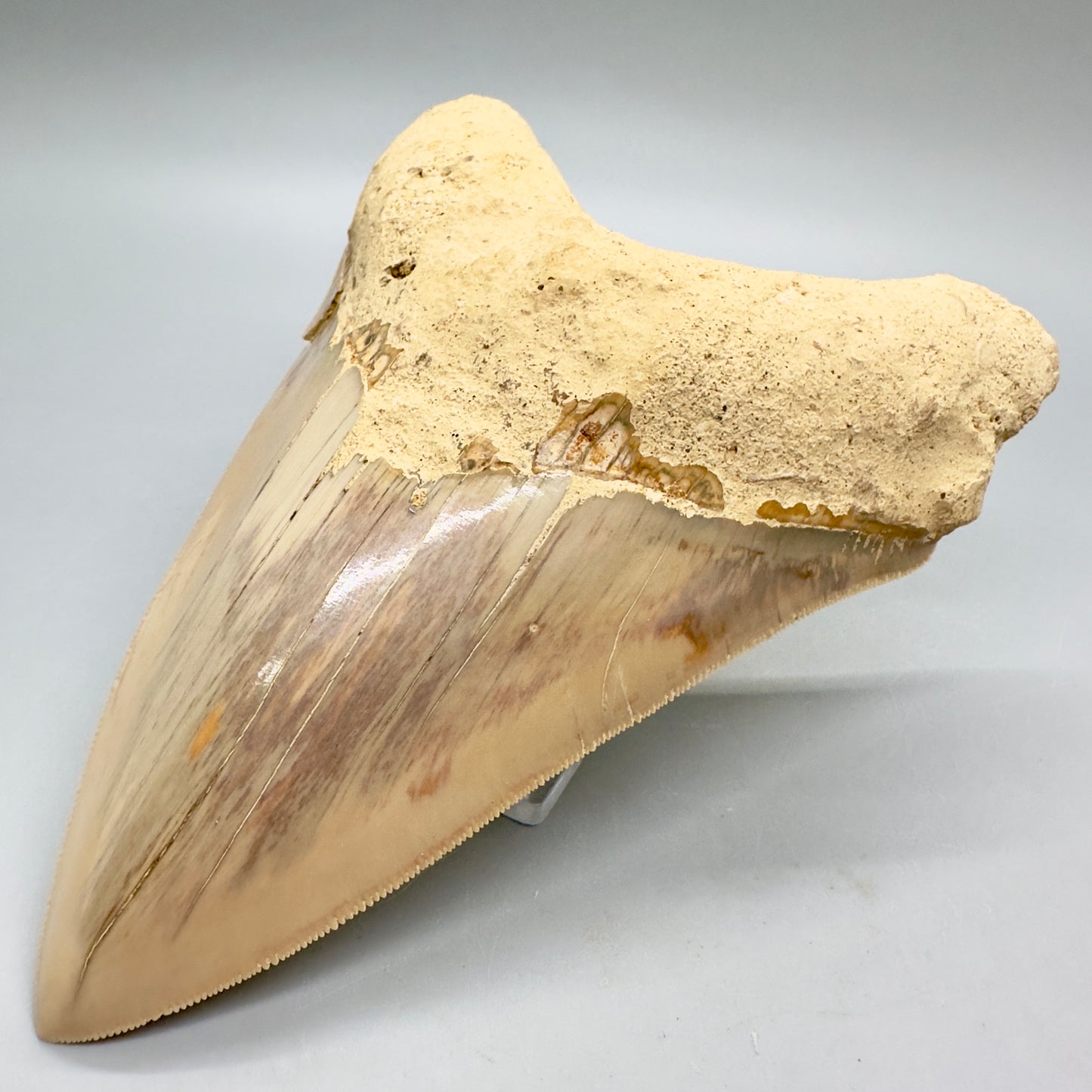 Massive, Collector Quality lower 5.72" Colorful Fossil Megalodon Tooth - Indonesia MJ182 - Front Right