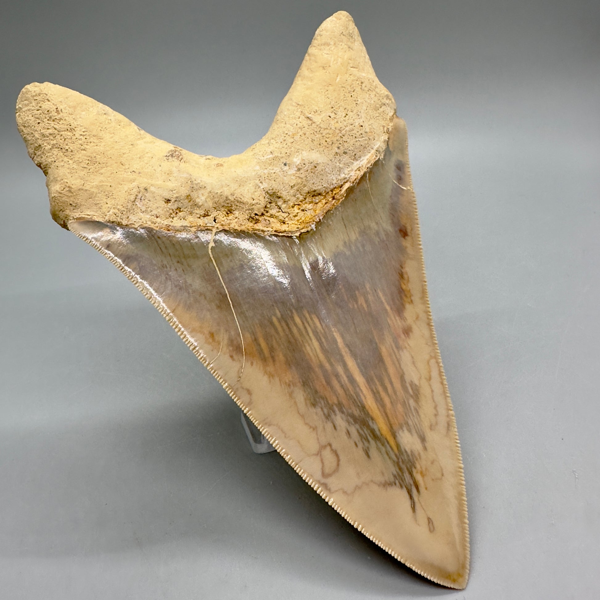 Massive, Collector Quality lower 5.72" Colorful Fossil Megalodon Tooth - Indonesia MJ182 - Back Left