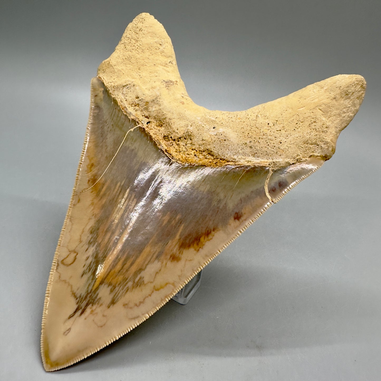 Massive, Collector Quality lower 5.72" Colorful Fossil Megalodon Tooth - Indonesia MJ182 - Back Right