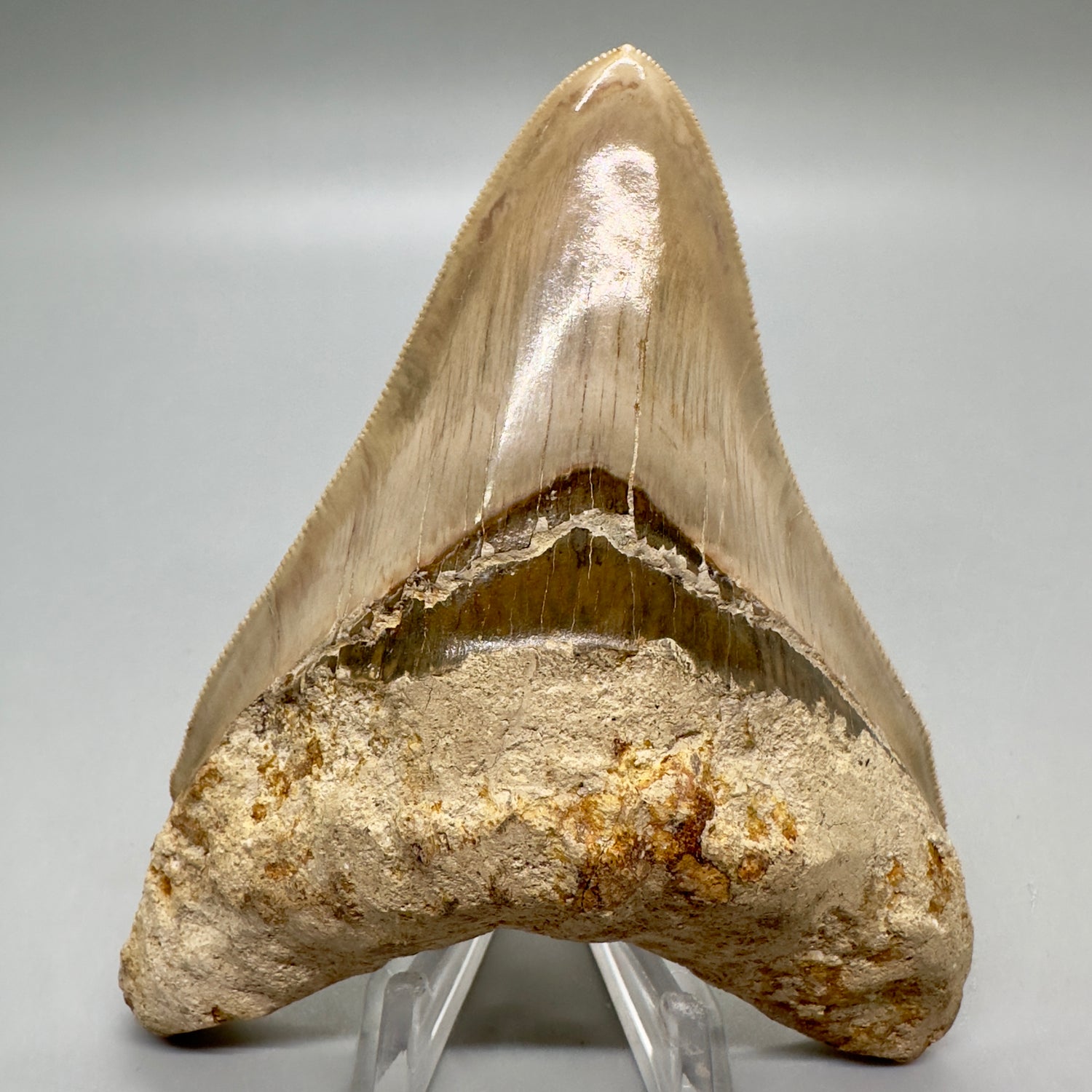 Collector's quality 4.31" Colorful Fossil Megalodon Tooth from Indonesia MJ178 - Front
