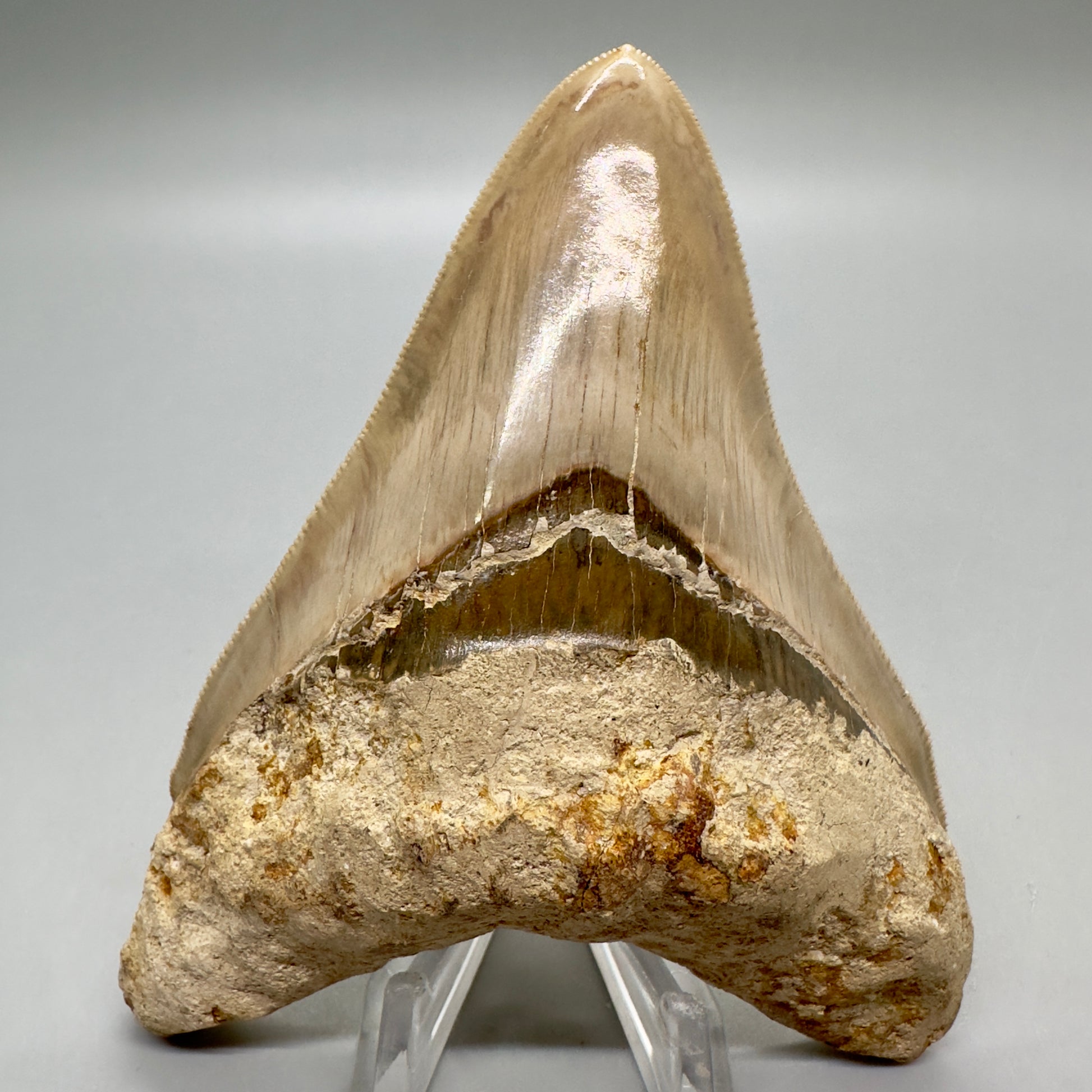 Collector's quality 4.31" Colorful Fossil Megalodon Tooth from Indonesia MJ178 - Front