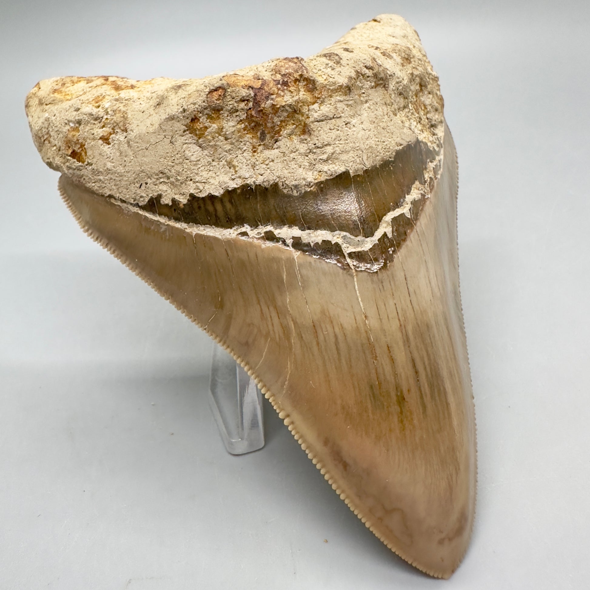 Collector's quality 4.31" Colorful Fossil Megalodon Tooth from Indonesia MJ178 - Front Left
