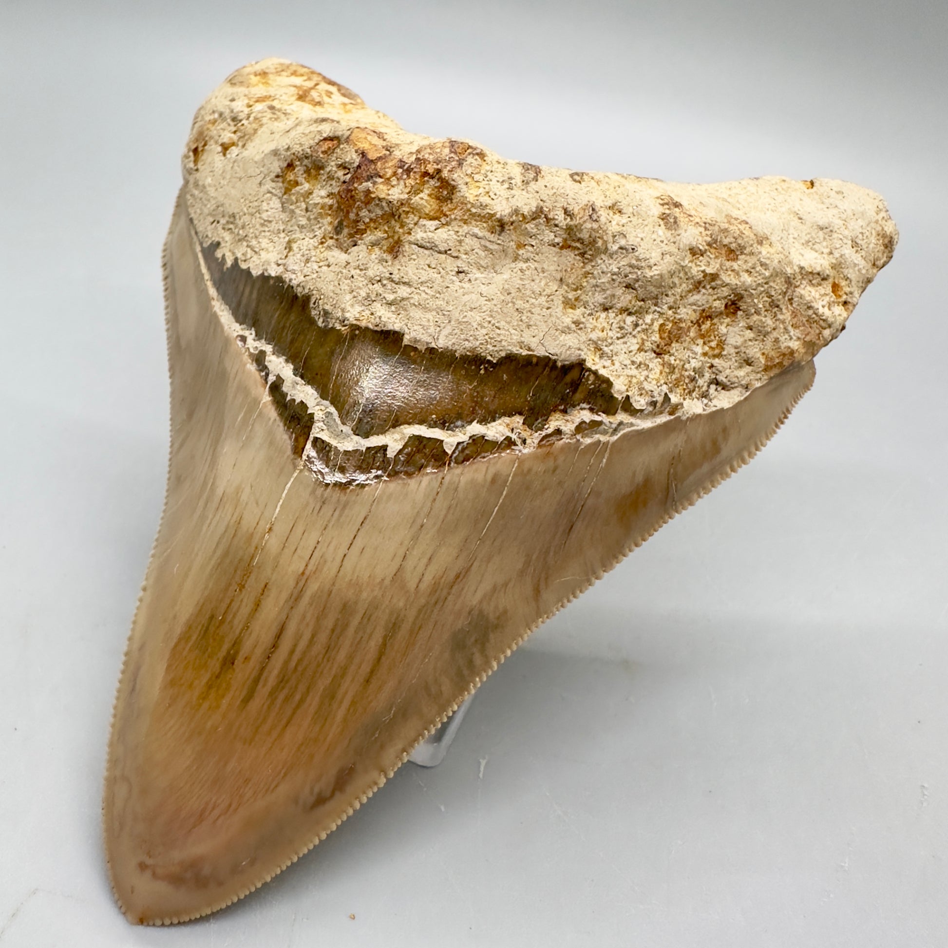 Collector's quality 4.31" Colorful Fossil Megalodon Tooth from Indonesia MJ178 - Front Right