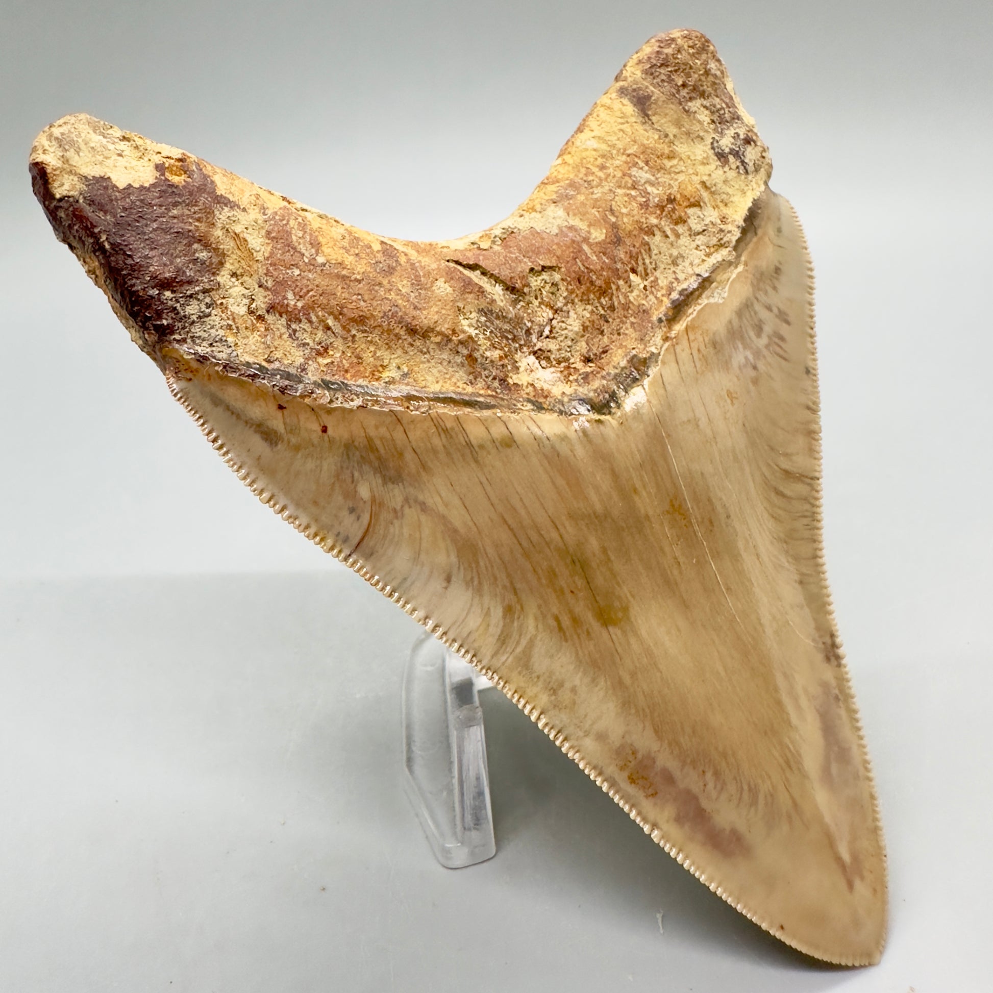 Collector's quality 4.31" Colorful Fossil Megalodon Tooth from Indonesia MJ178 - Back Left