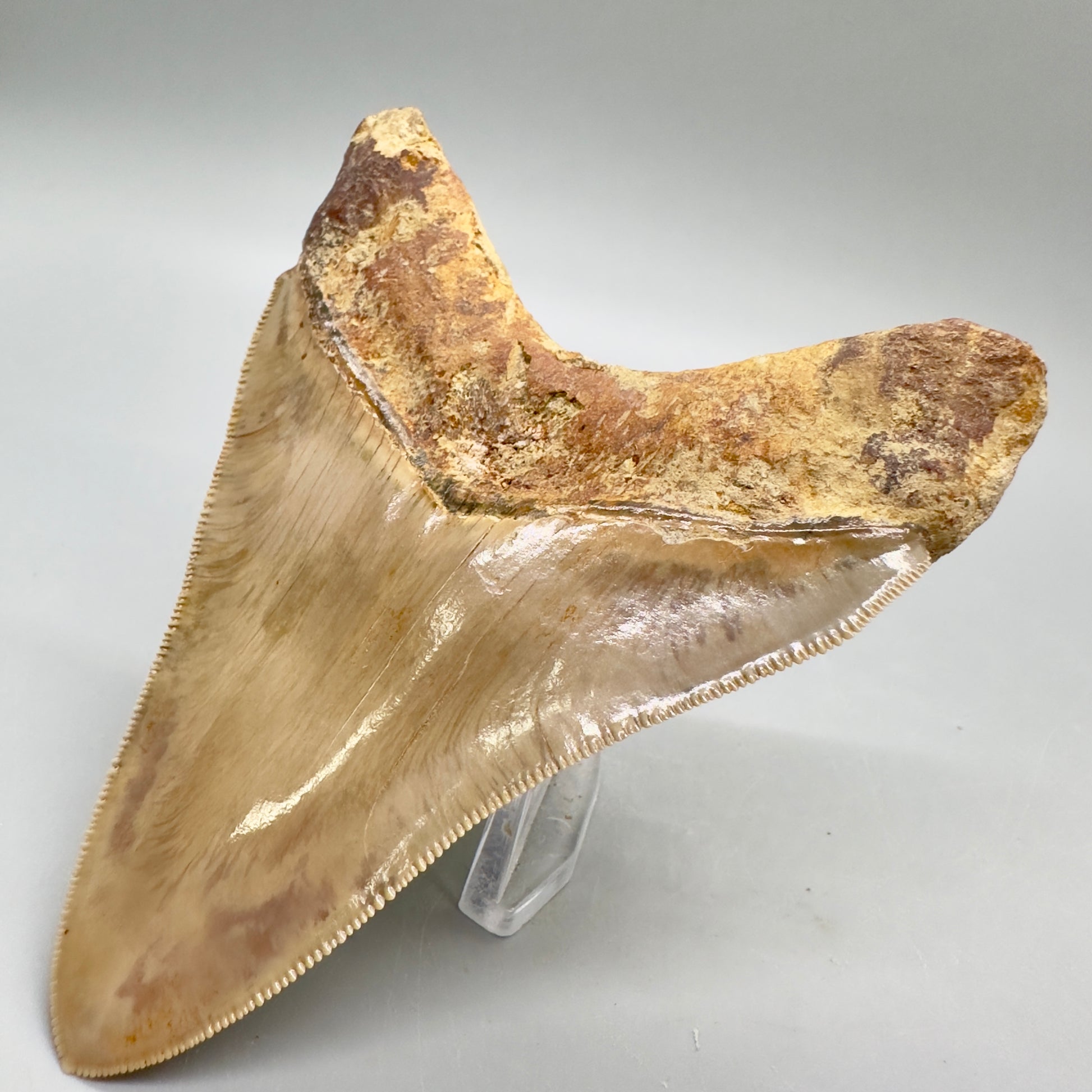 Collector's quality 4.31" Colorful Fossil Megalodon Tooth from Indonesia MJ178 - Back Right