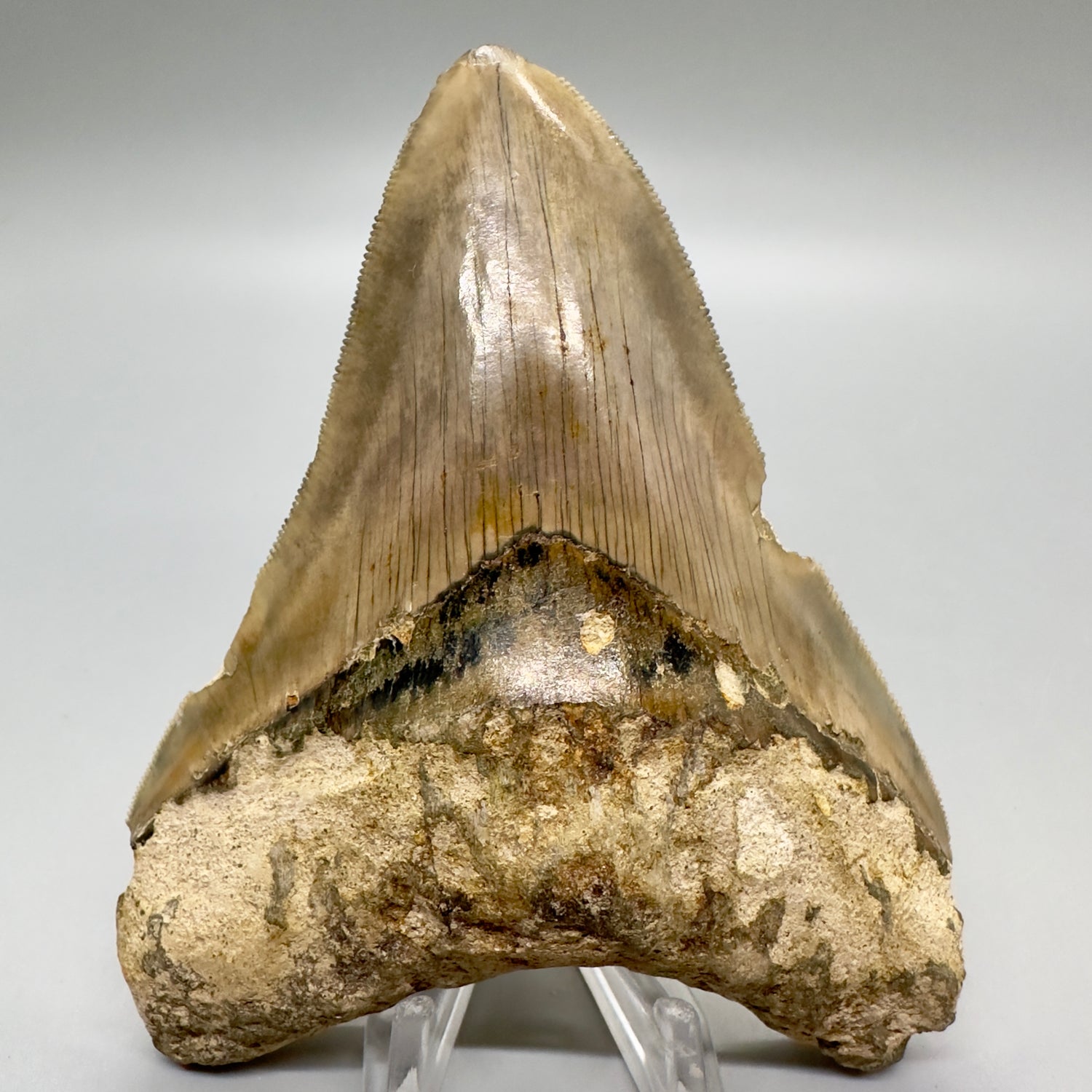 Serrated , very colorful 4.55" Colorful Fossil Megalodon Tooth from Indonesia MJ179 - Front