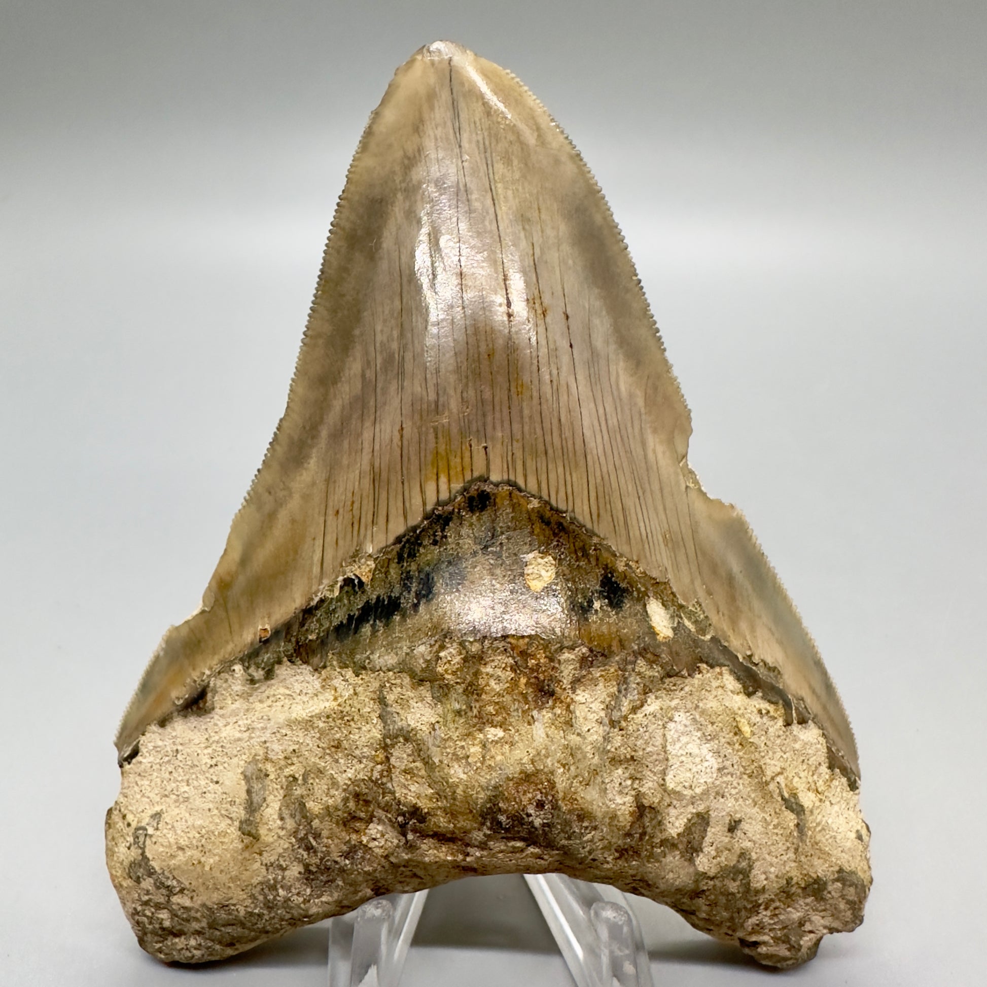 Serrated , very colorful 4.55" Colorful Fossil Megalodon Tooth from Indonesia MJ179 - Front