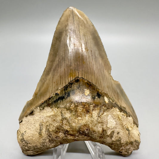 Serrated , very colorful 4.55" Colorful Fossil Megalodon Tooth from Indonesia MJ179 - Front
