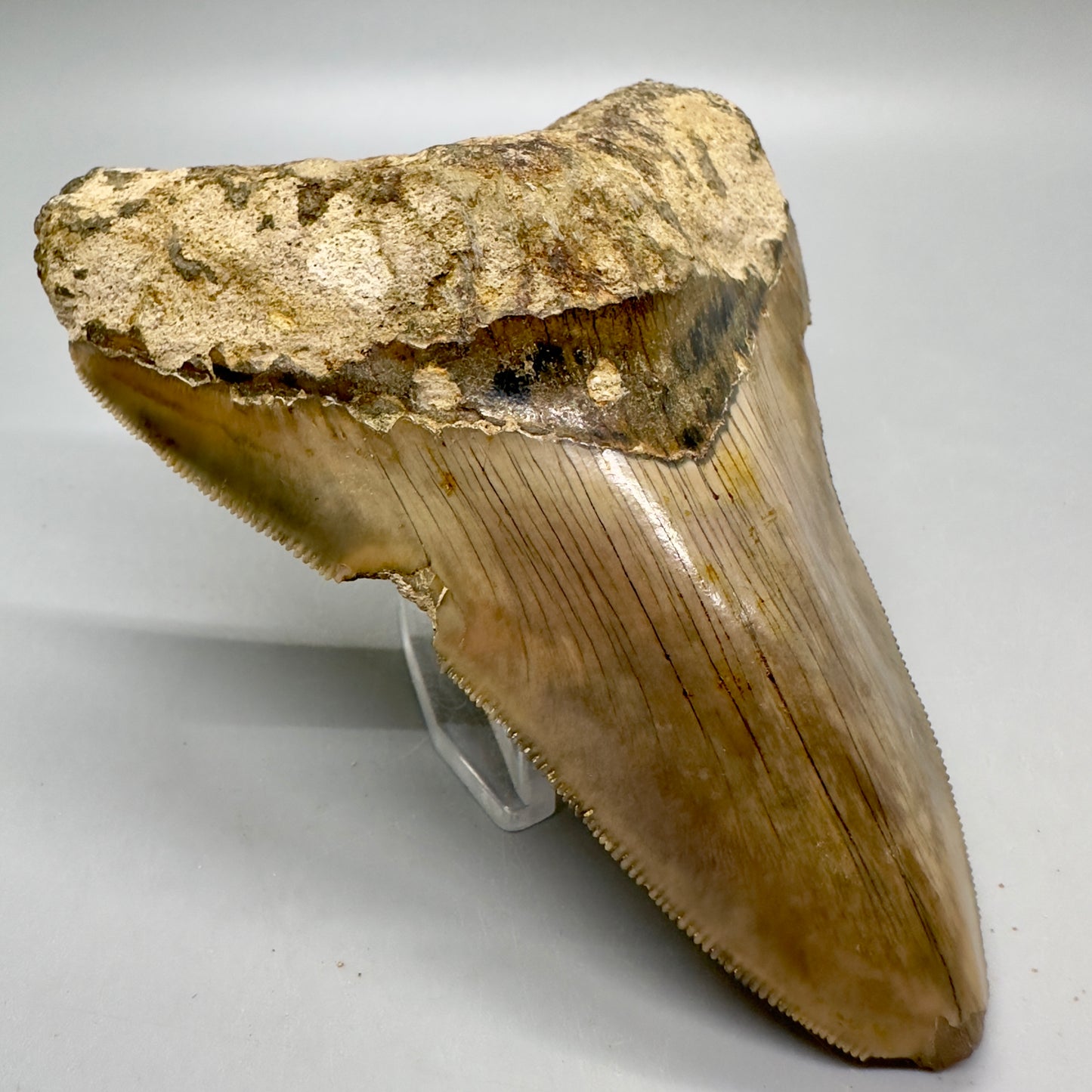 Serrated , very colorful 4.55" Colorful Fossil Megalodon Tooth from Indonesia MJ179 - Front Left