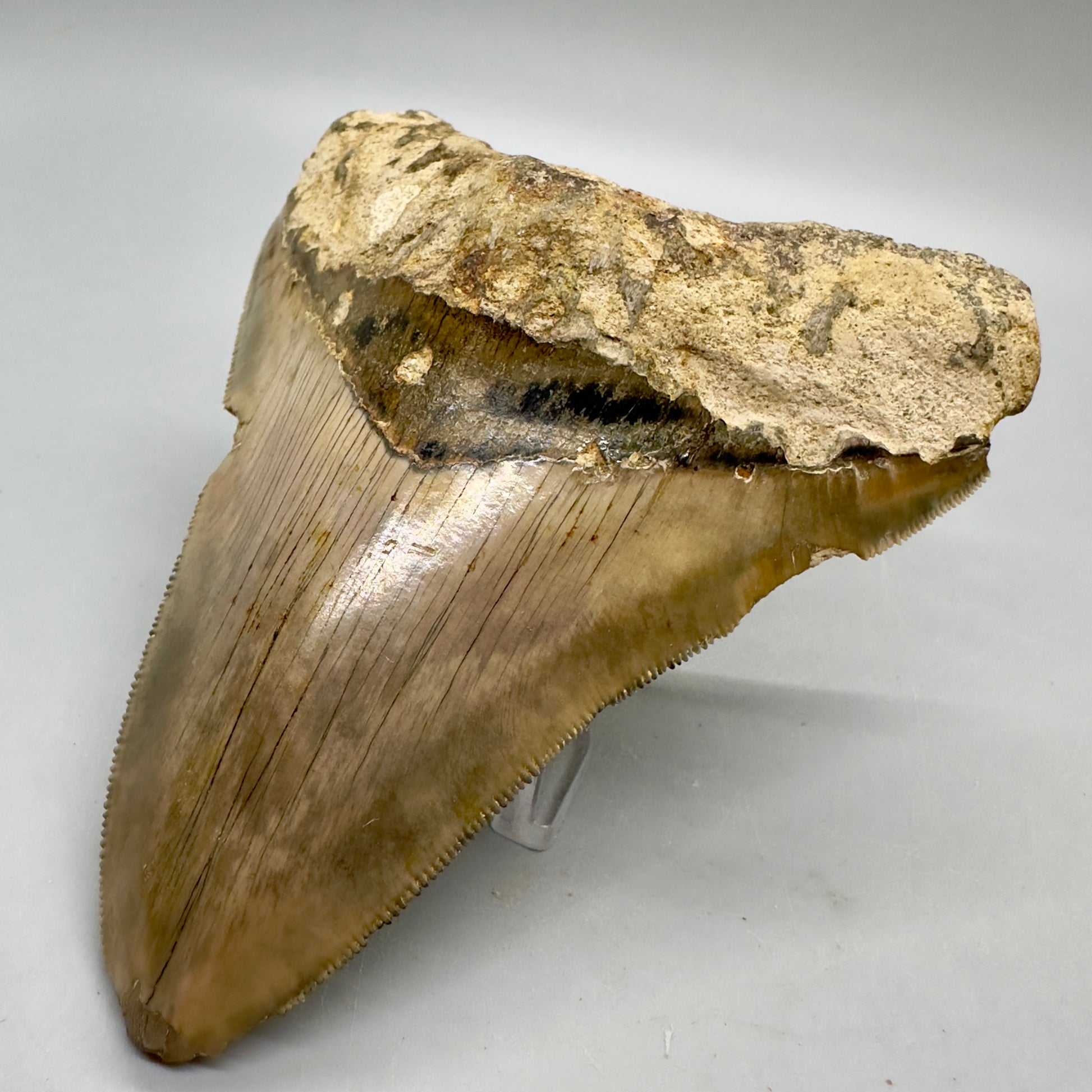 Serrated , very colorful 4.55" Colorful Fossil Megalodon Tooth from Indonesia MJ179 - Front Right