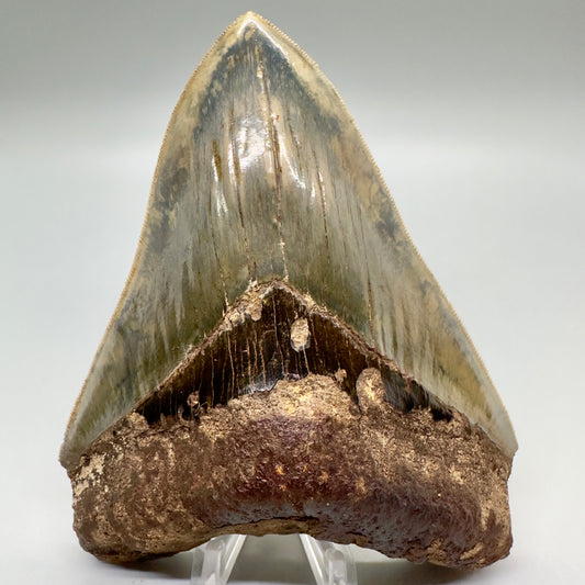 Exquisite, Collector Quality 5.25" Colorful Fossil Megalodon Tooth - Indonesia MJ181 - Front