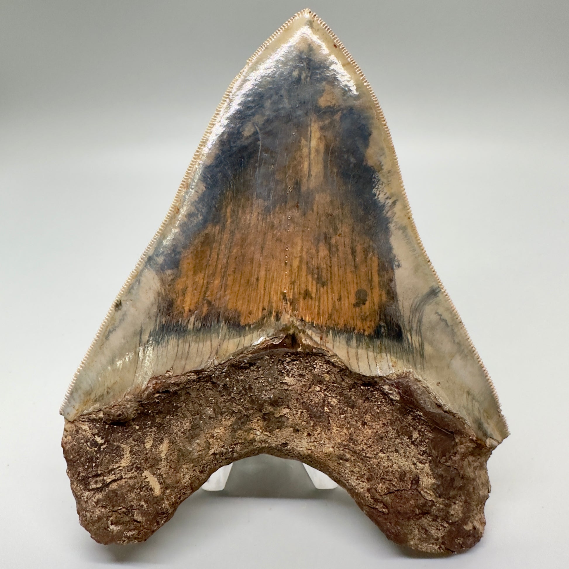 Exquisite, Collector Quality 5.25" Colorful Fossil Megalodon Tooth - Indonesia MJ181 - Back 