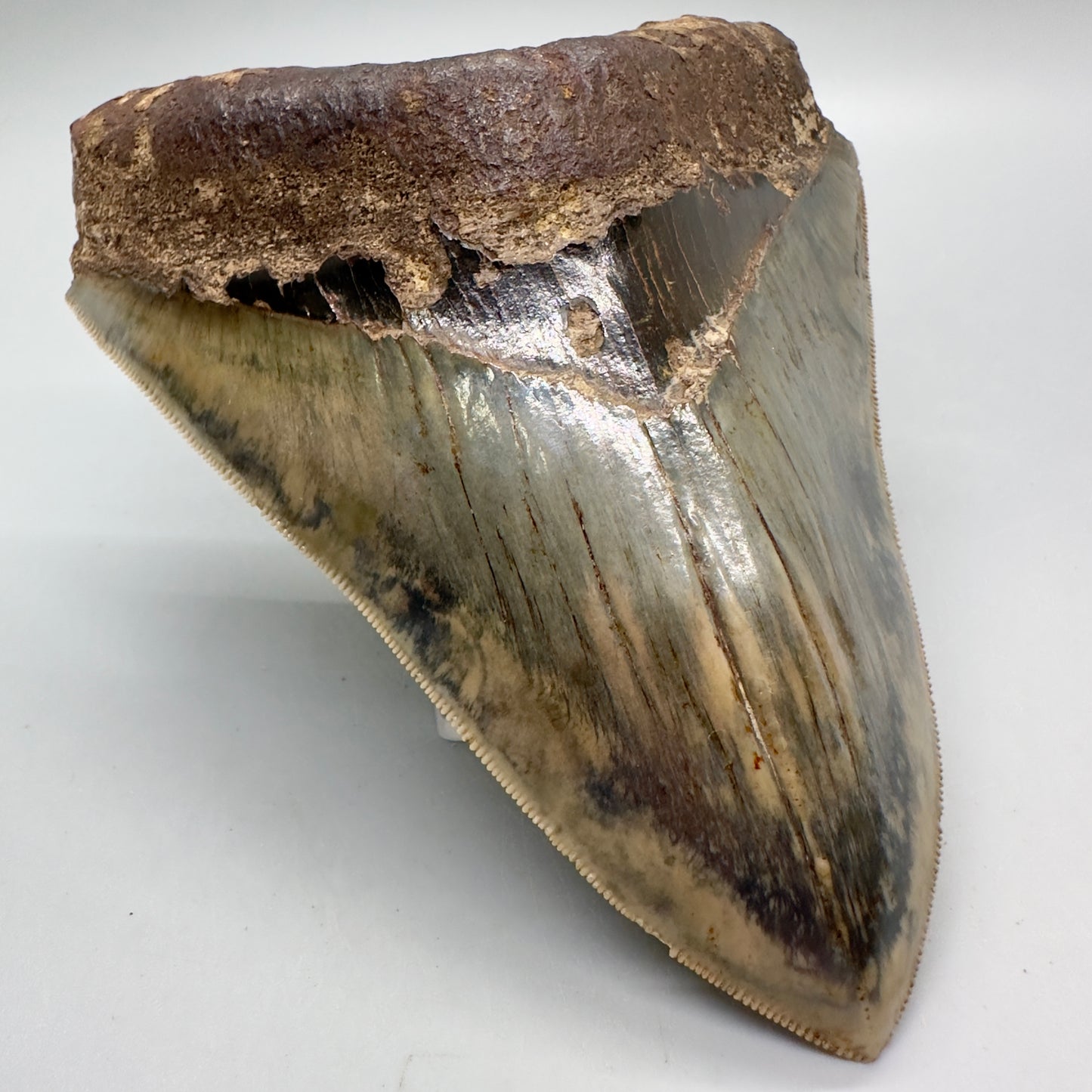 Exquisite, Collector Quality 5.25" Colorful Fossil Megalodon Tooth - Indonesia MJ181 - Front Left