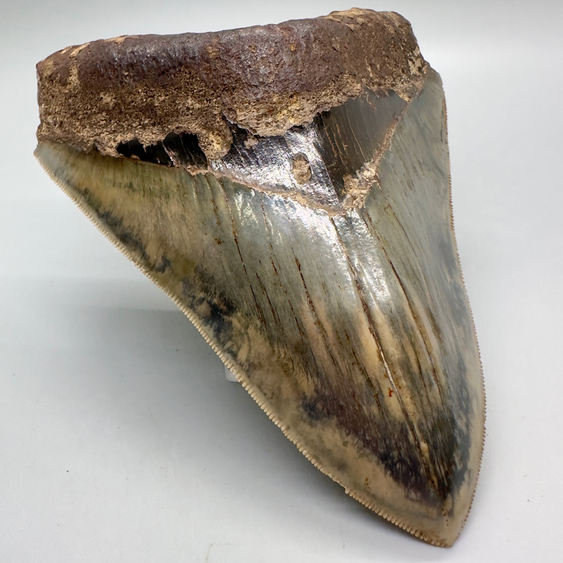 Exquisite, Collector Quality 5.25" Colorful Fossil Megalodon Tooth - Indonesia MJ181 - Front Left