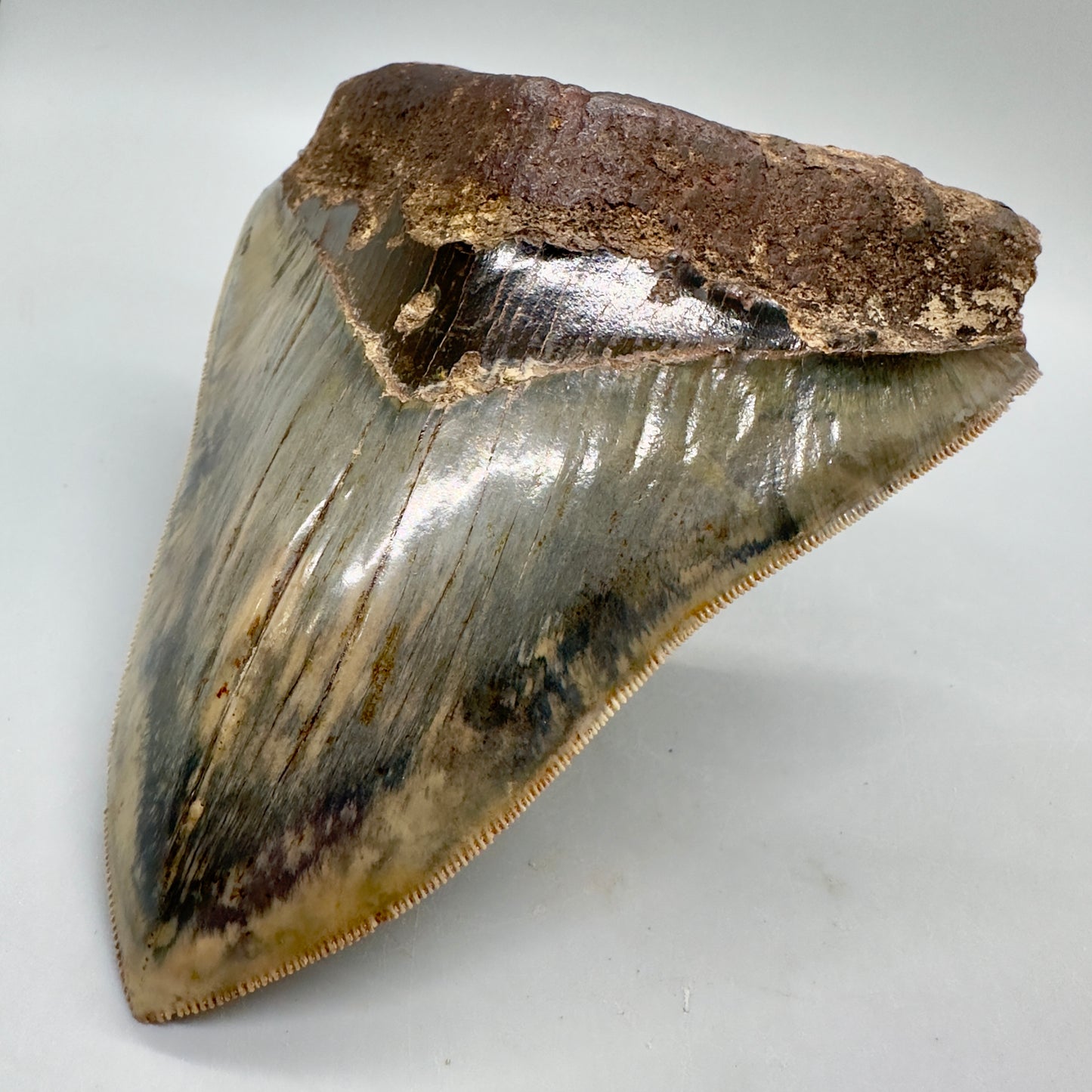 Exquisite, Collector Quality 5.25" Colorful Fossil Megalodon Tooth - Indonesia MJ181 - Front Right