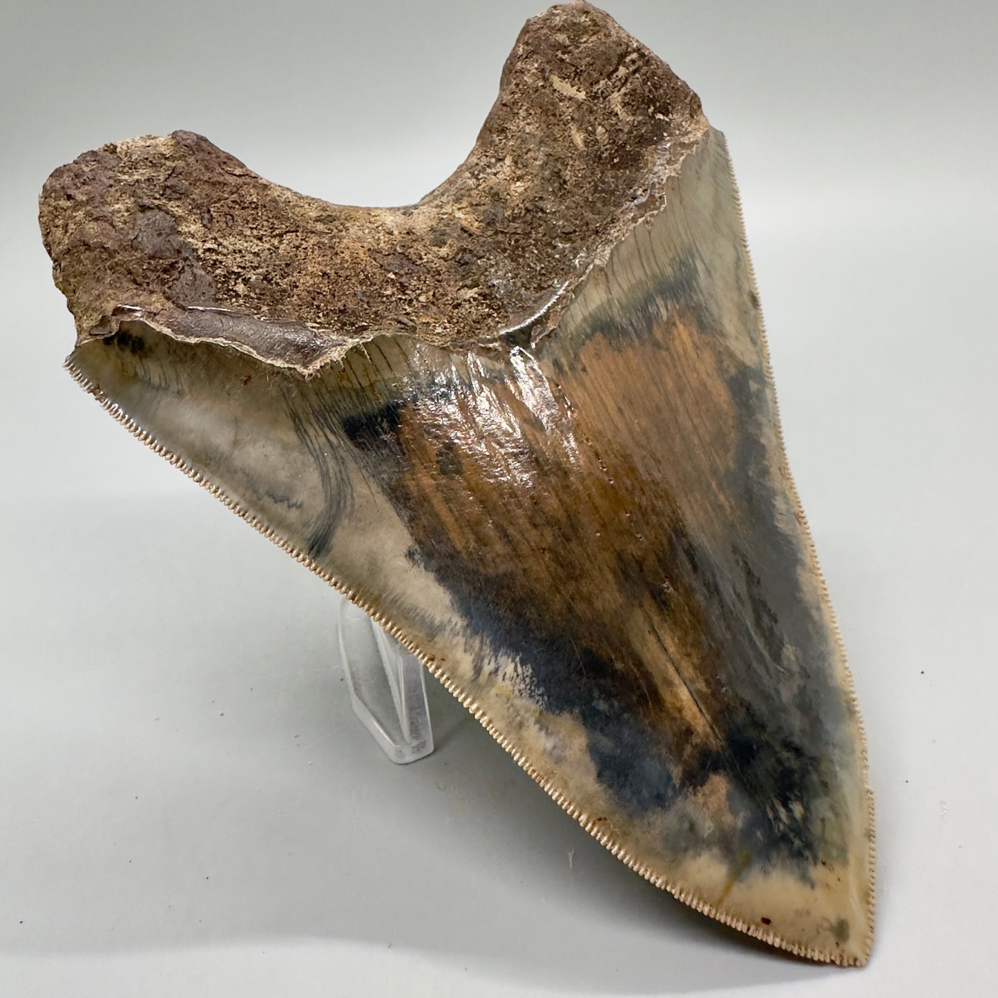 Exquisite, Collector Quality 5.25" Colorful Fossil Megalodon Tooth - Indonesia MJ181 - Back Left